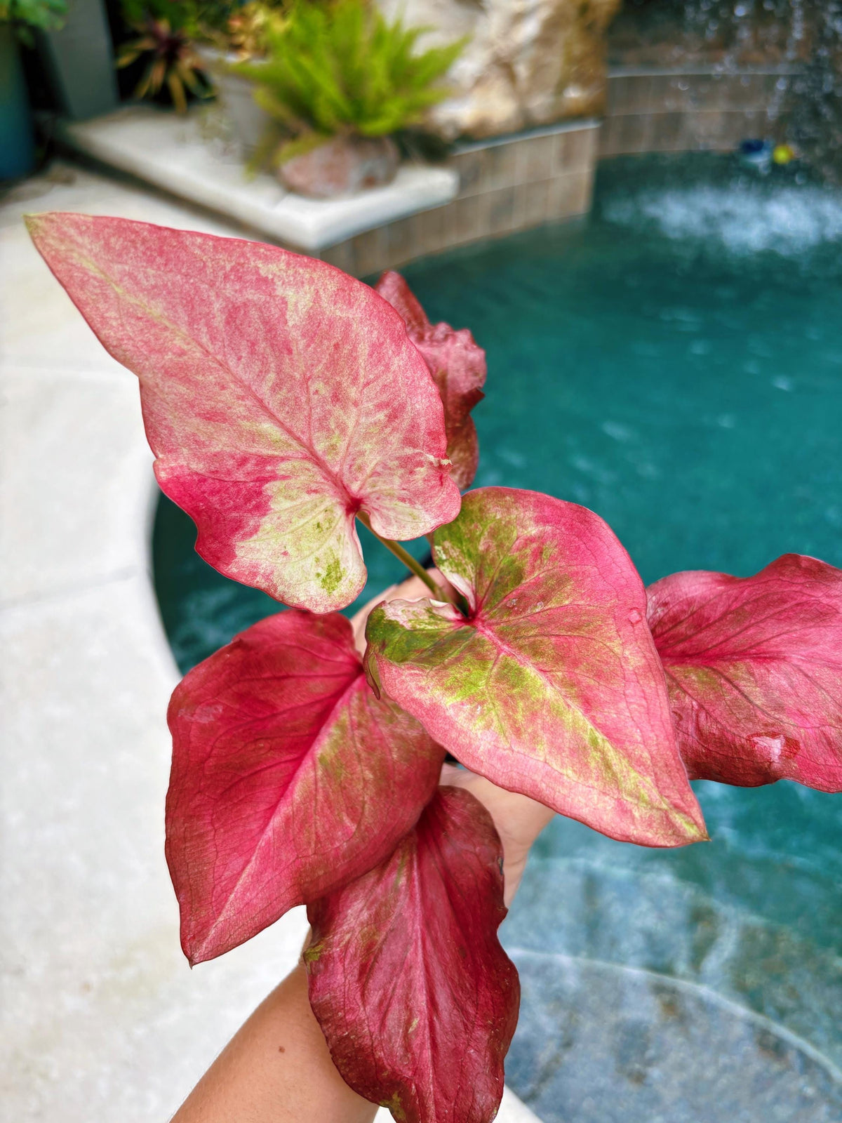 Actual Plant - Rare Seed Grown Hybrid Thai Caladium variegated red pink leaf 3” potted house plant gift
