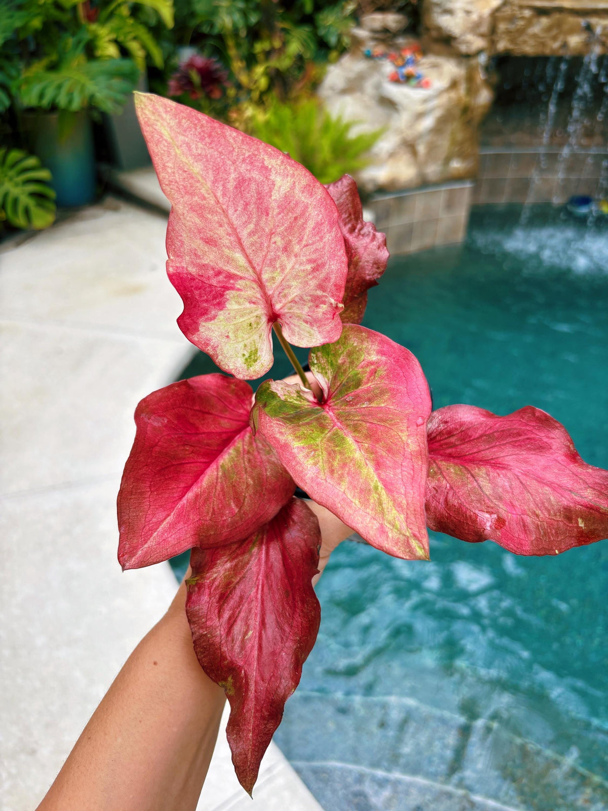 Actual Plant - Rare Seed Grown Hybrid Thai Caladium variegated red pink leaf 3” potted house plant gift