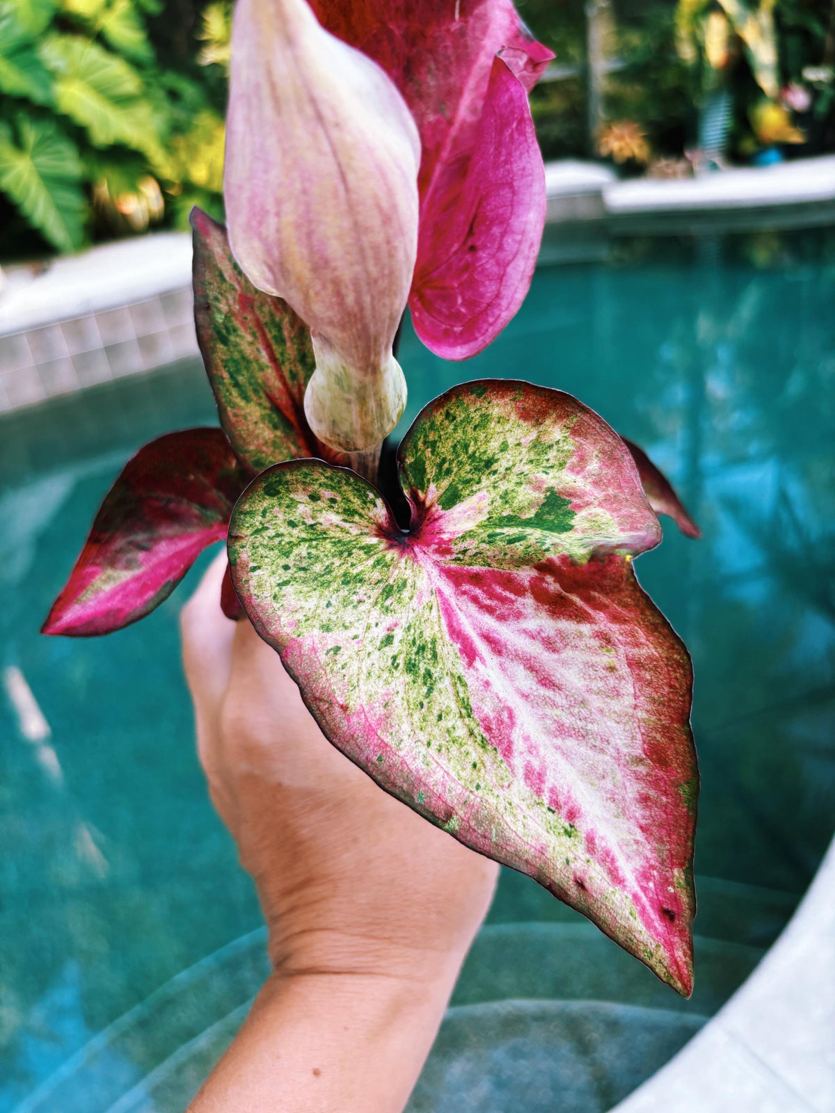 Actual Plant - Rare Seed Grown Hybrid Thai Caladium variegated Albo pink leaf 3 potted house plant gift