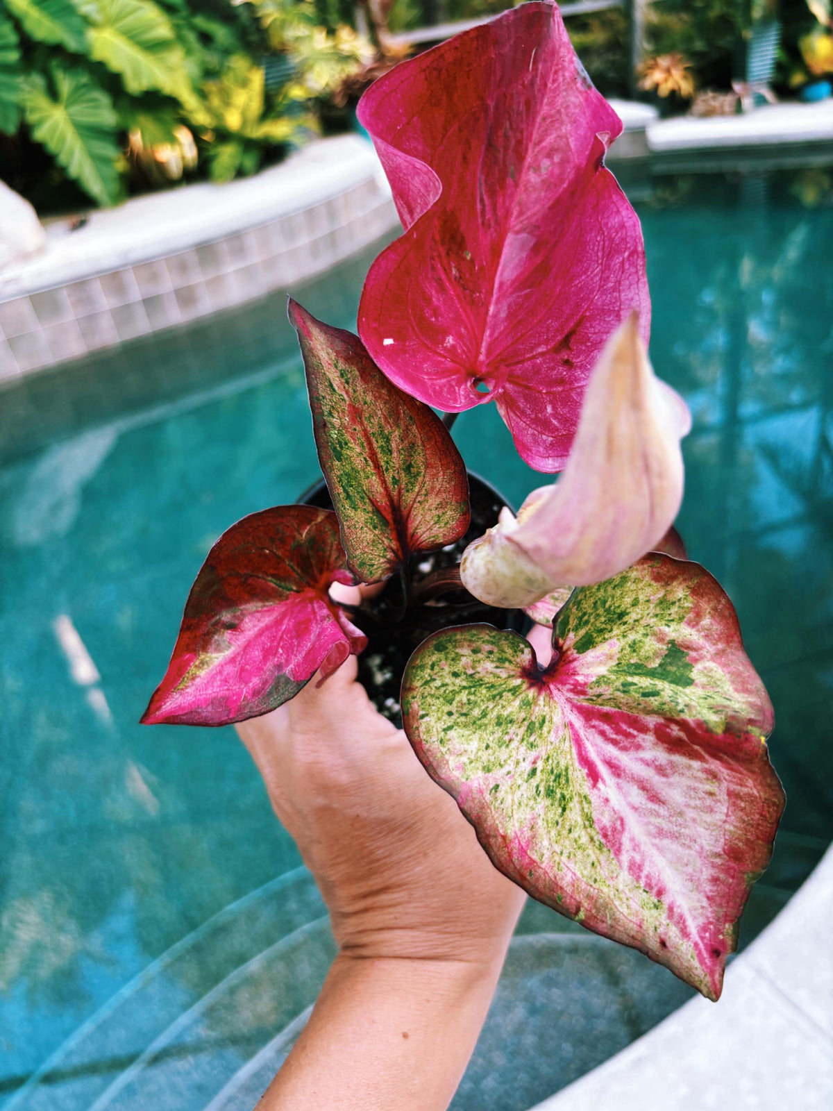 Actual Plant - Rare Seed Grown Hybrid Thai Caladium variegated Albo pink leaf 3 potted house plant gift