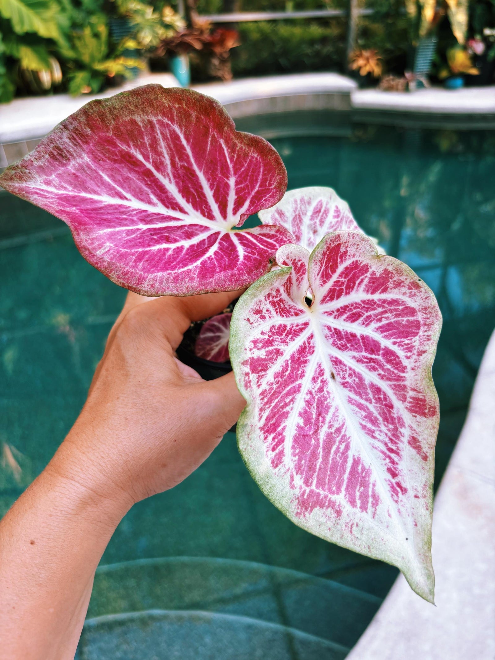 Actual Plant - Rare Seed Grown Hybrid Thai Caladium variegated white pink leaf 3” potted house plant gift 43s