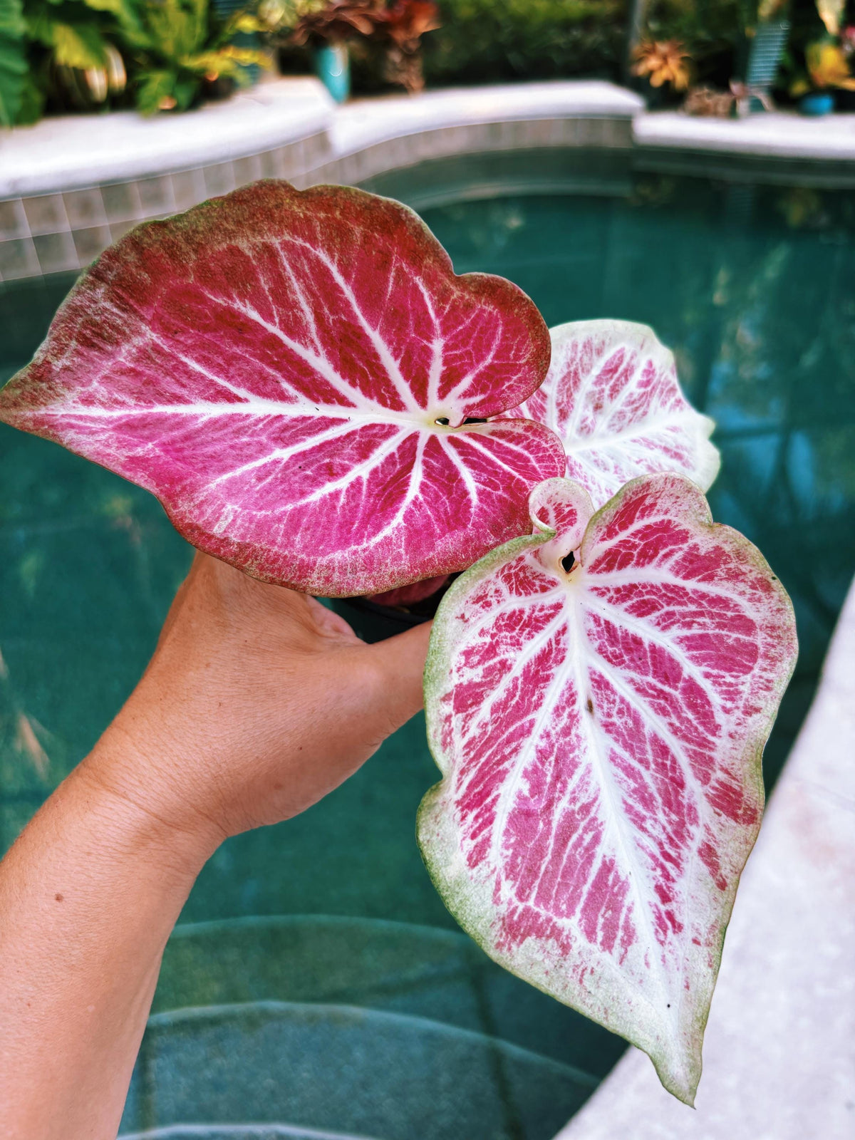 Actual Plant - Rare Seed Grown Hybrid Thai Caladium variegated white pink leaf 3” potted house plant gift 43s