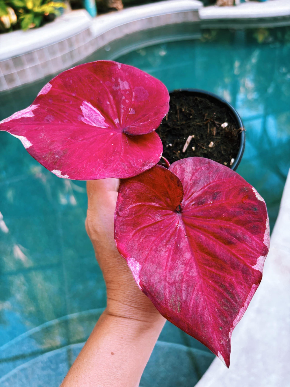 Actual Plant - Rare Seed Grown Hybrid Thai Caladium variegated Albo pink leaf 3” potted house plant gift 43t