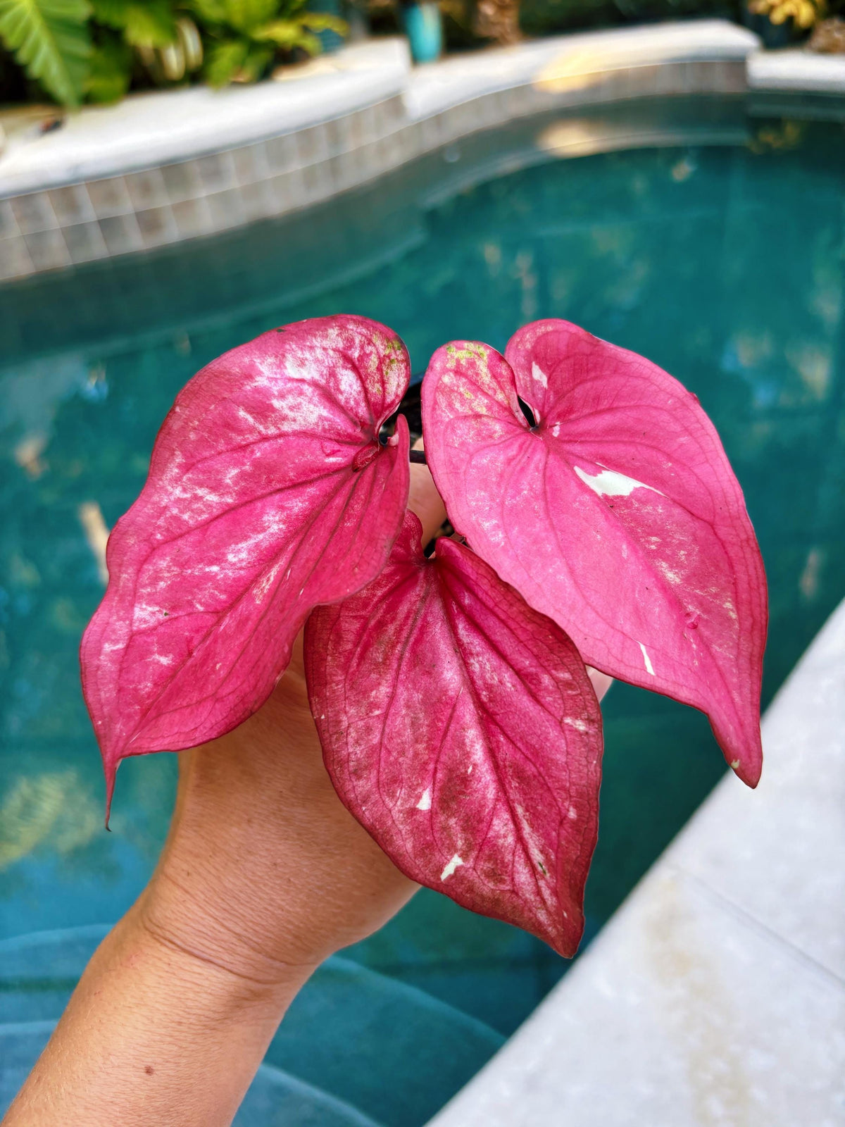 Actual Plant - Rare Seed Grown Hybrid Thai Caladium variegated magenta pink leaf 3” potted house plant gift 43p