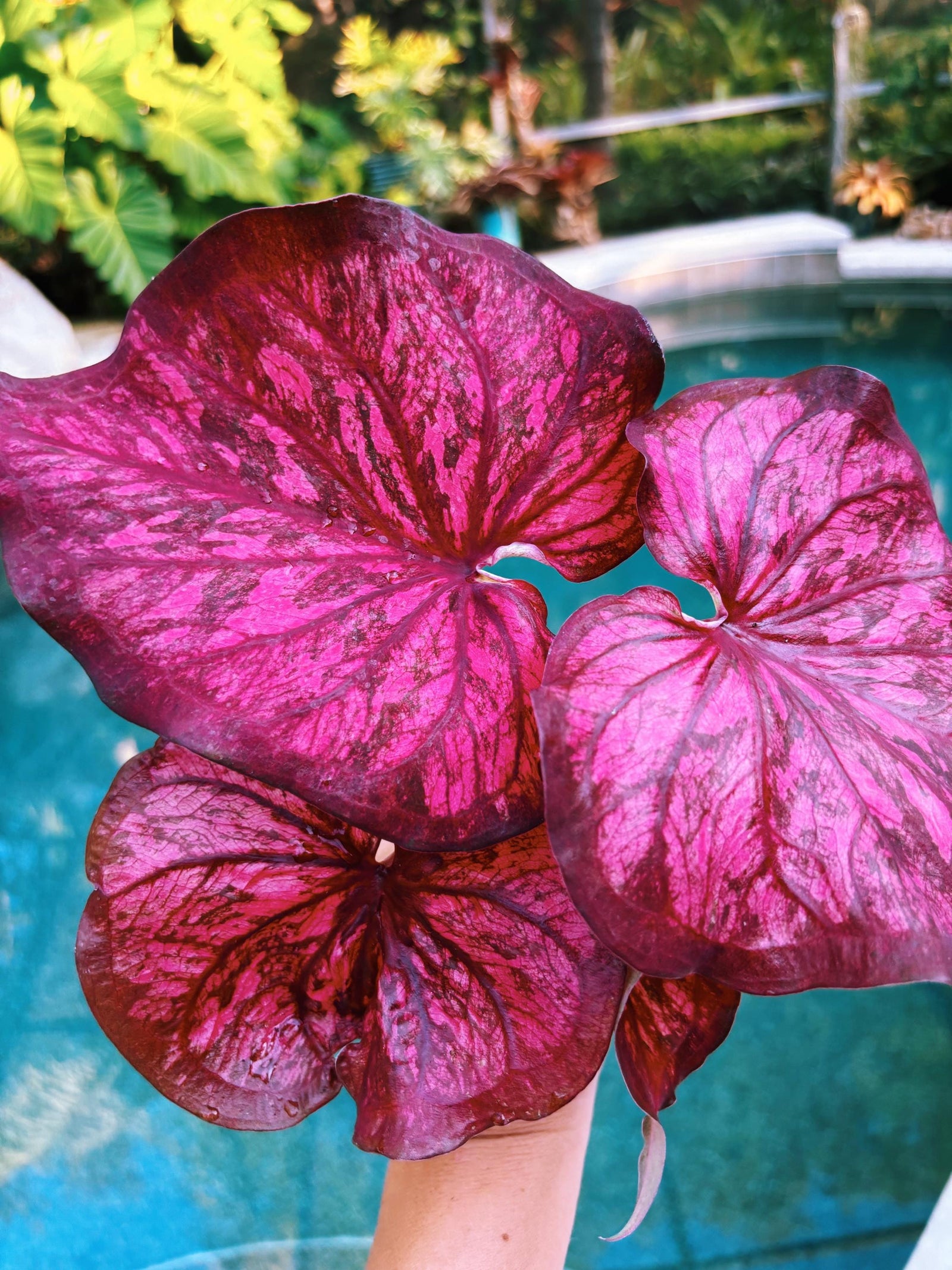Actual Plant - Rare Seed Grown Hybrid Thai Caladium variegated magenta pink leaf 3” potted house plant gift 43o