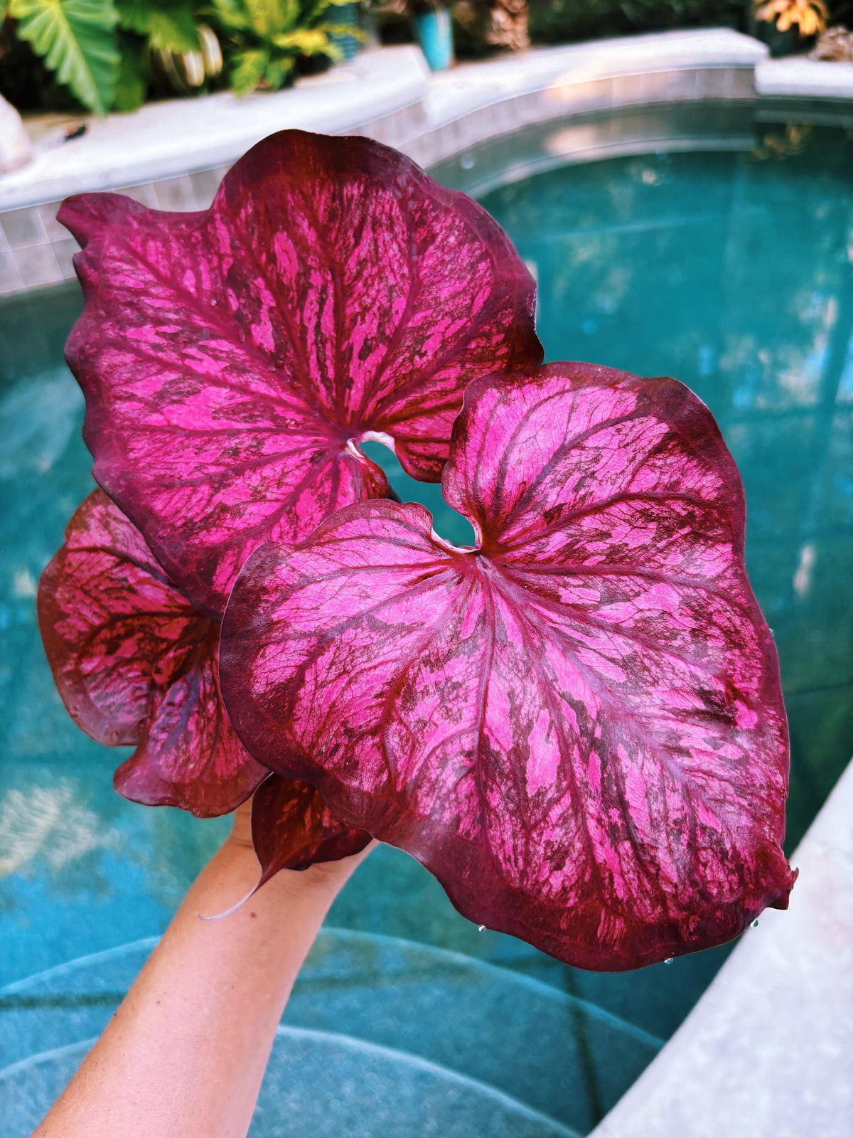 Actual Plant - Rare Seed Grown Hybrid Thai Caladium variegated magenta pink leaf 3” potted house plant gift 43o
