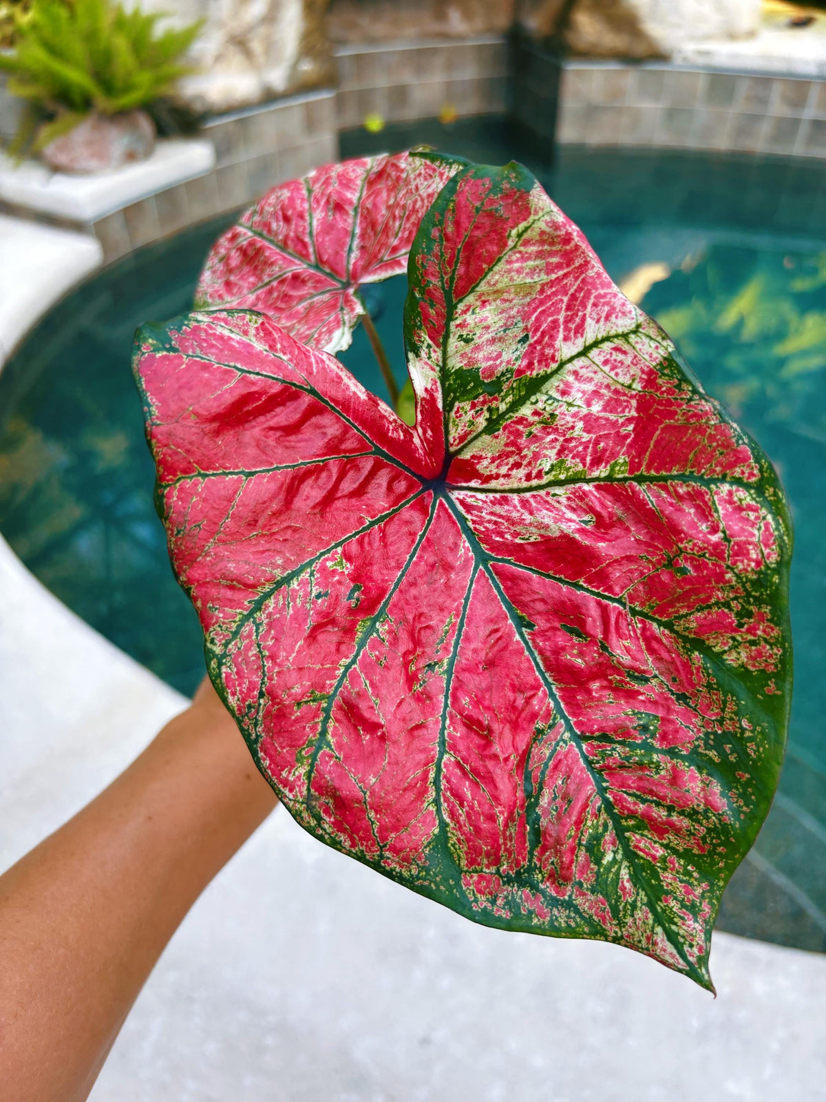 Actual Plant - Rare Seed Grown Hybrid Thai Caladium variegated red green leaf 3” potted house plant gift 43j