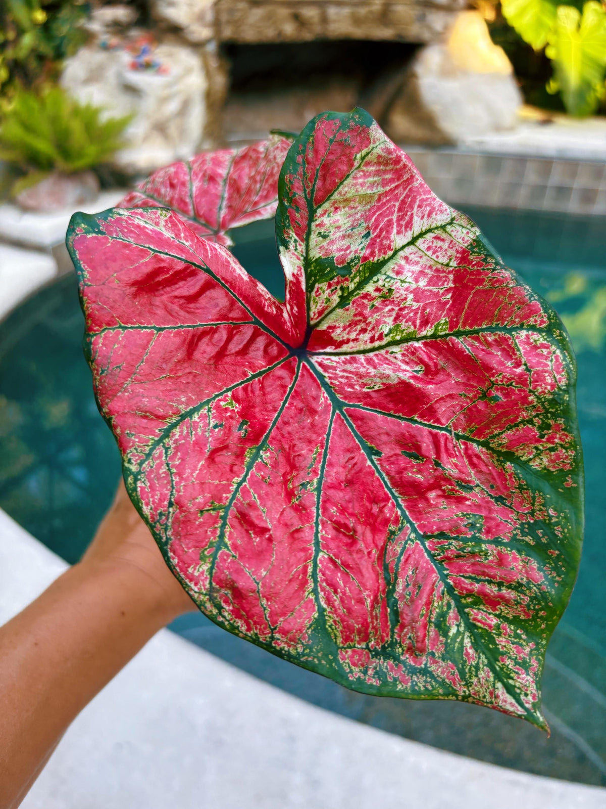 Actual Plant - Rare Seed Grown Hybrid Thai Caladium variegated red green leaf 3” potted house plant gift 43j