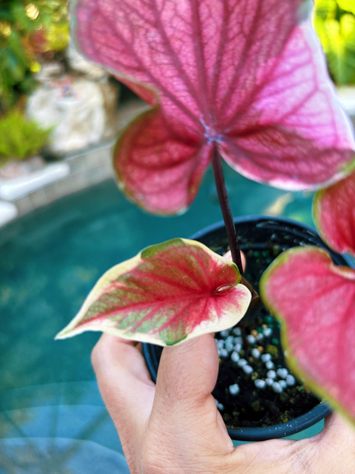 Actual Plant - Rare Seed Grown Hybrid Thai Caladium variegated pink albo leaf 3” potted house plant gift 43L