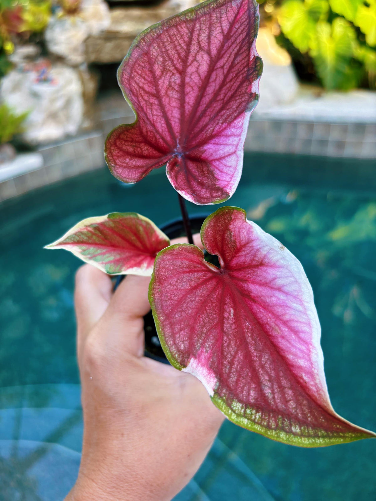 Actual Plant - Rare Seed Grown Hybrid Thai Caladium variegated pink albo leaf 3” potted house plant gift 43L