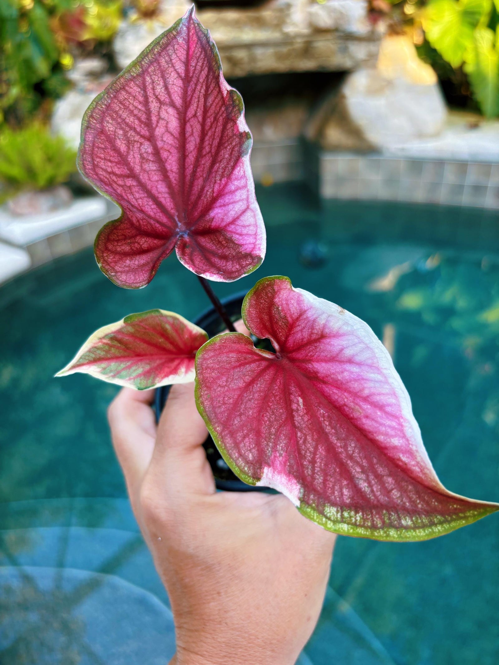 Actual Plant - Rare Seed Grown Hybrid Thai Caladium variegated pink albo leaf 3” potted house plant gift 43L