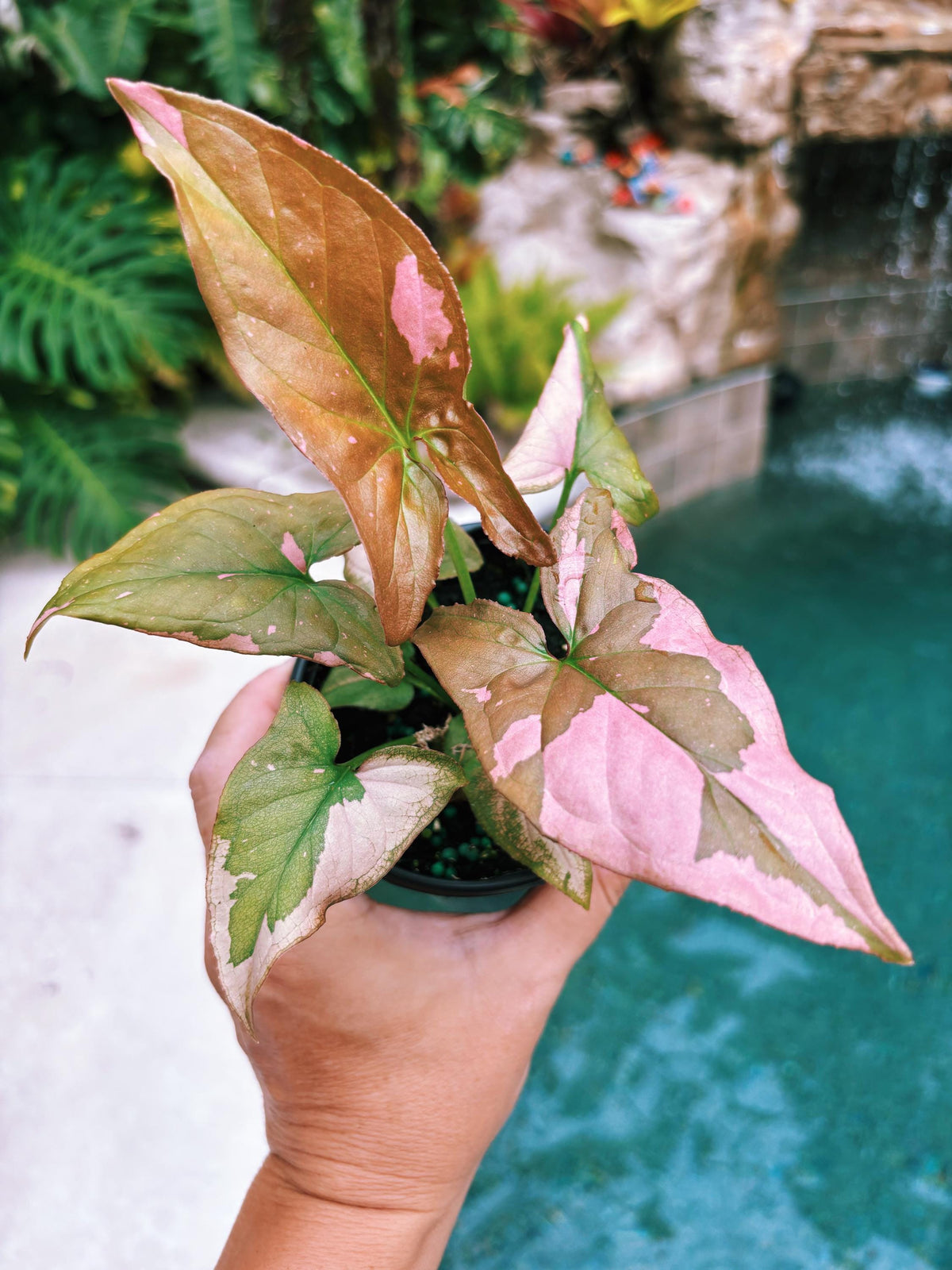Rare! Syngonium Thai Pink Splash aroid live 4” potted plant house plant 41a