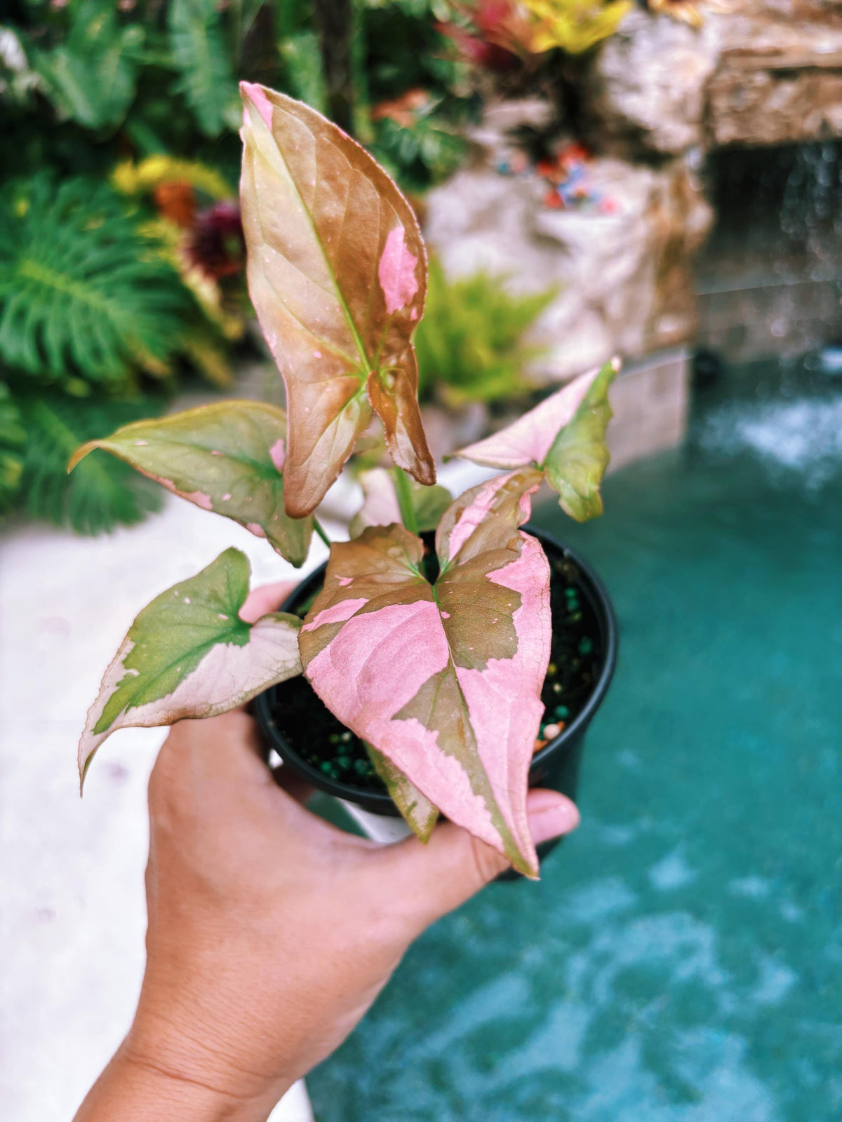 Rare! Syngonium Thai Pink Splash aroid live 4” potted plant house plant 41a