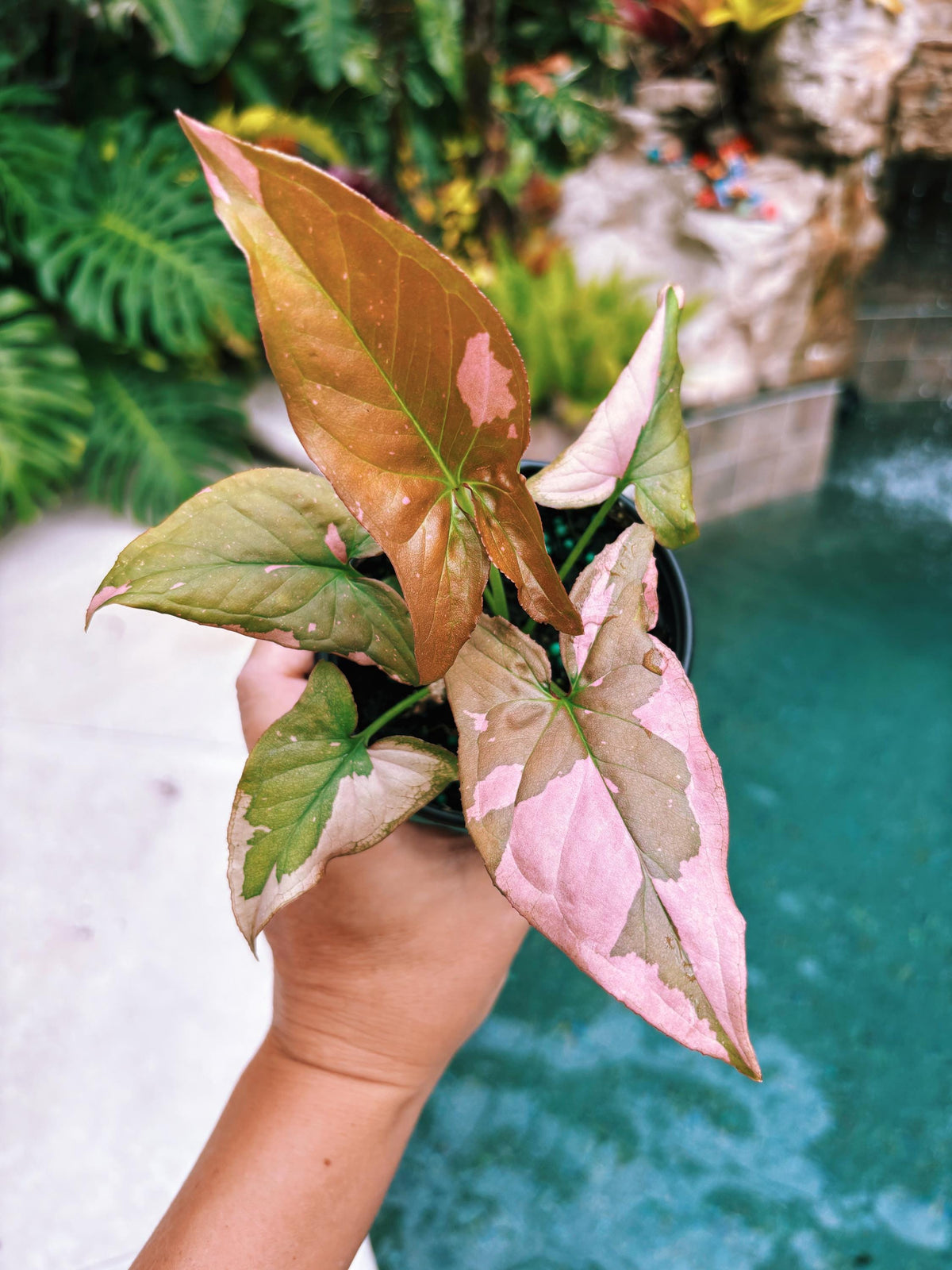 Rare! Syngonium Thai Pink Splash aroid live 4” potted plant house plant 41a