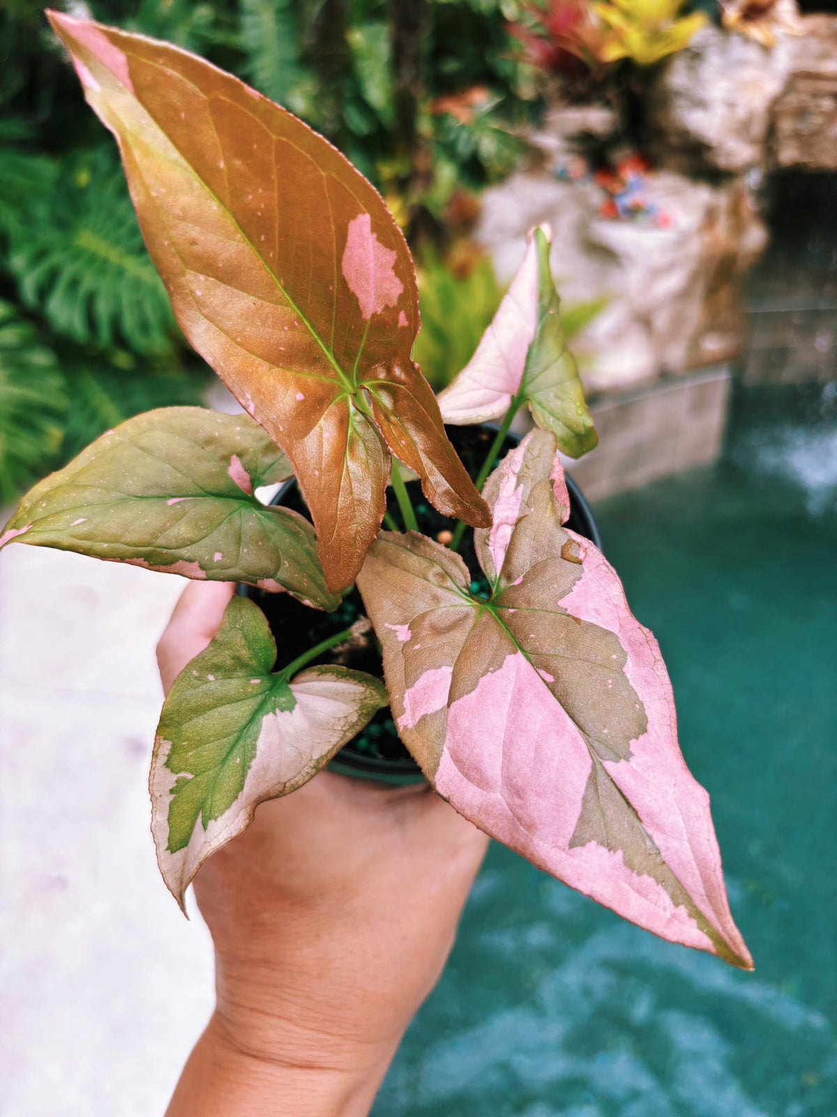 Rare! Syngonium Thai Pink Splash aroid live 4” potted plant house plant 41a