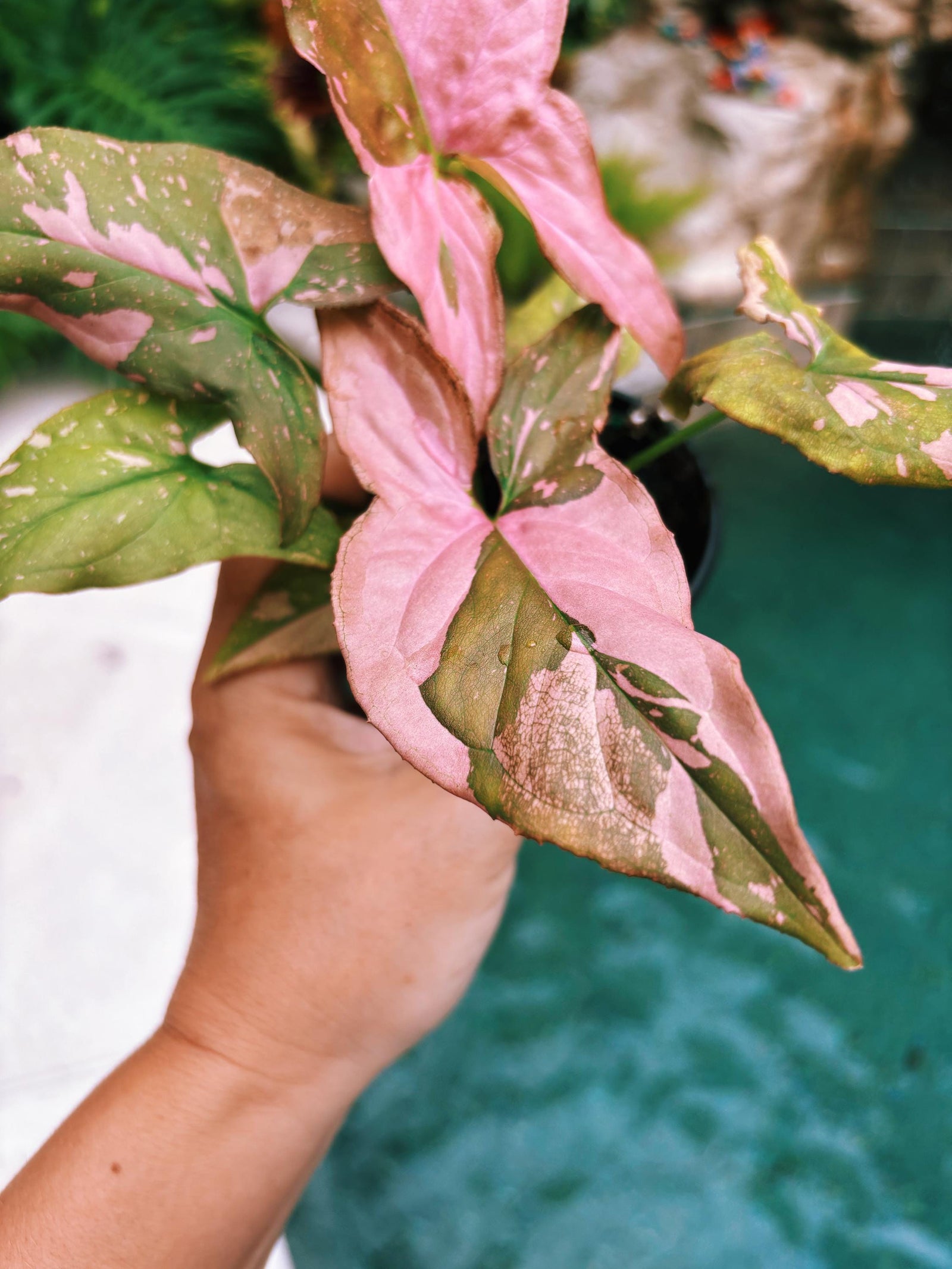 Rare! Syngonium Thai Pink Splash aroid live 4” potted plant house plant 41c