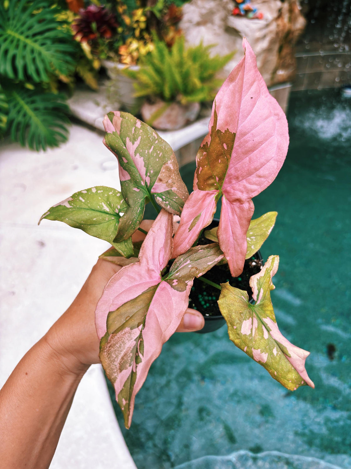 Rare! Syngonium Thai Pink Splash aroid live 4” potted plant house plant 41c