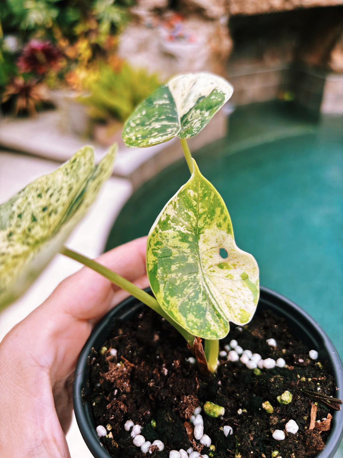 Actual plant- RARE Variegated Alocasia ‘Dragonscale Mint 4” pot potted live house starter plant j