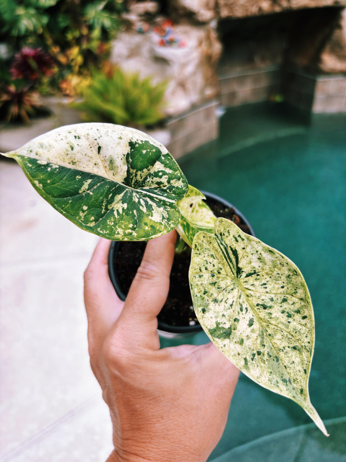Actual plant- RARE Variegated Alocasia ‘Dragonscale Mint 4” pot potted live house starter plant j