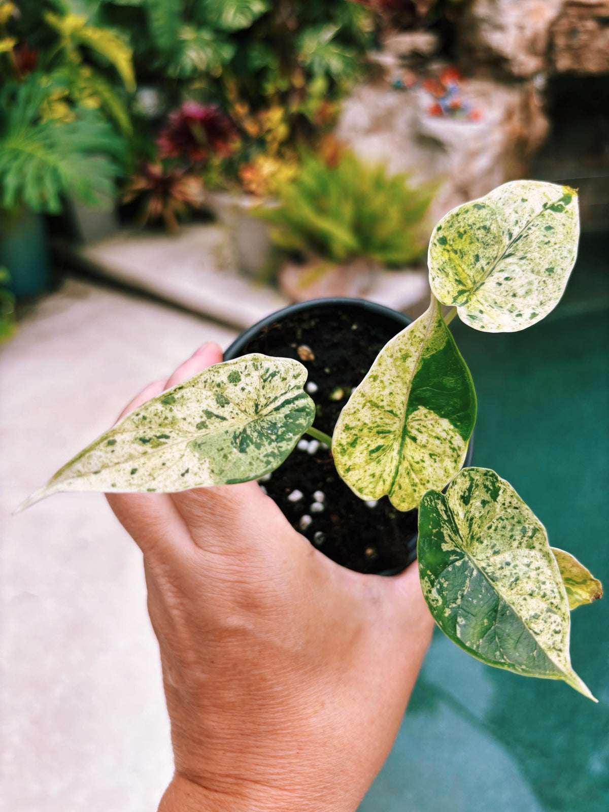 Actual plant- RARE Variegated Alocasia ‘Dragonscale Mint 4” potted live house starter plant L