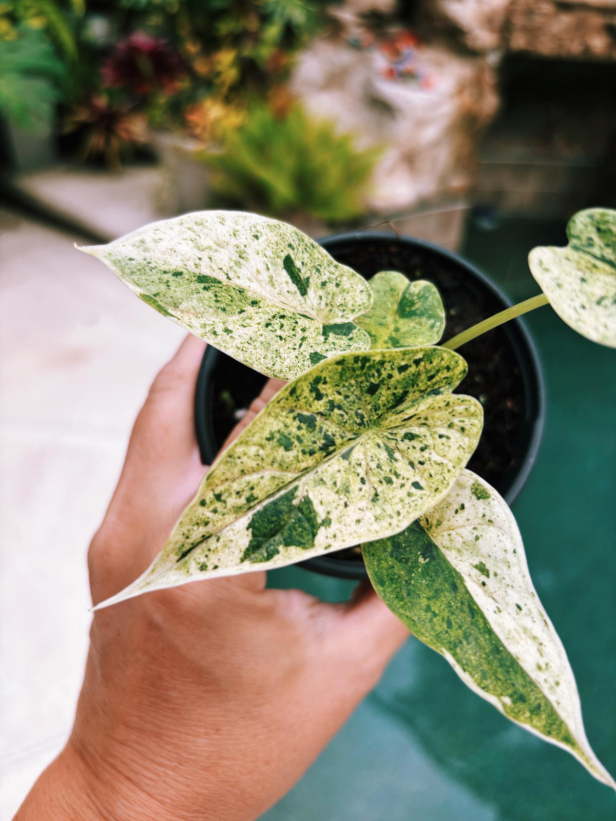 Actual plant- RARE Variegated Alocasia ‘Dragonscale Mint 4” pot potted live house starter plant m