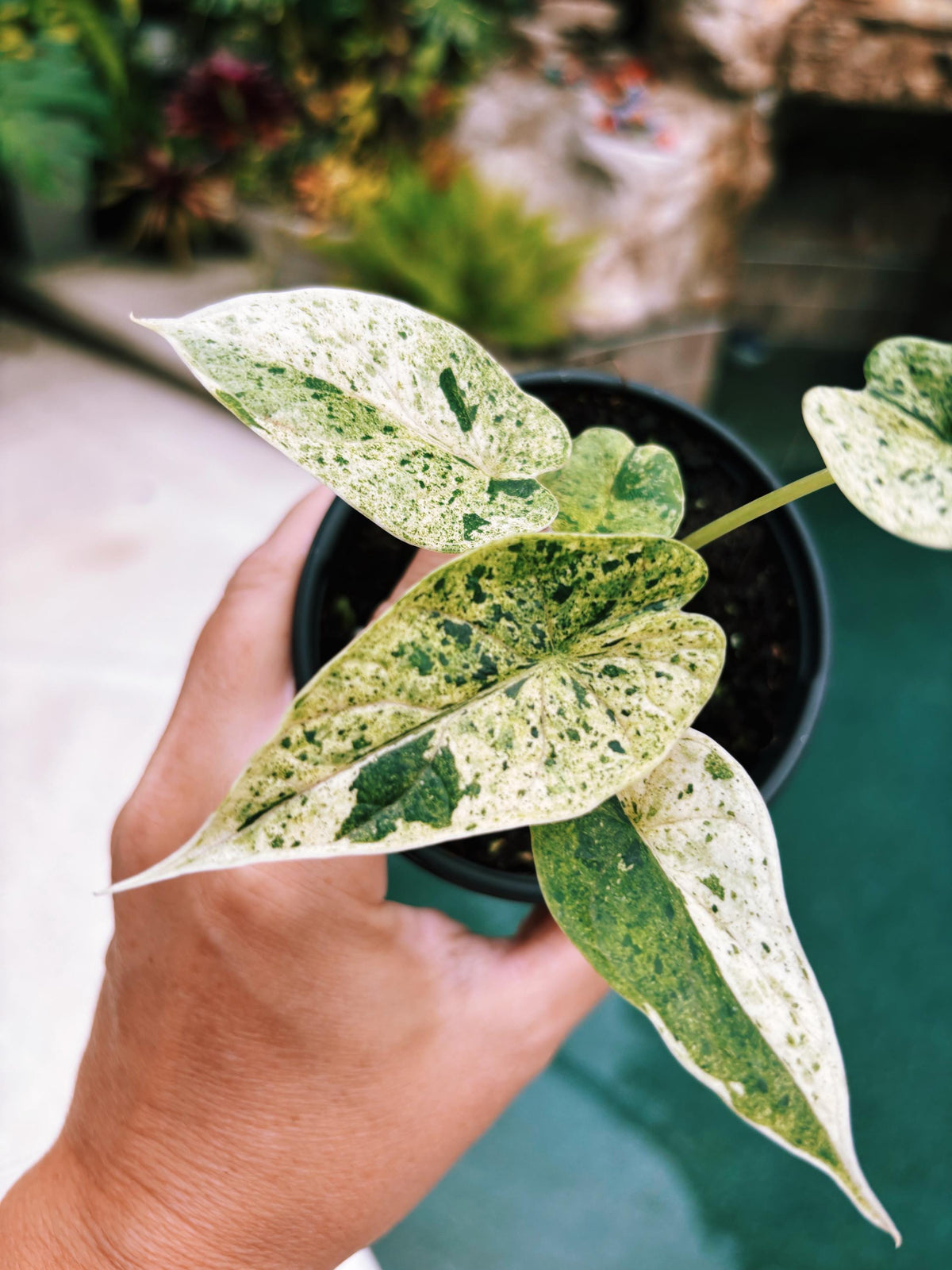 Actual plant- RARE Variegated Alocasia ‘Dragonscale Mint 4” pot potted live house starter plant m