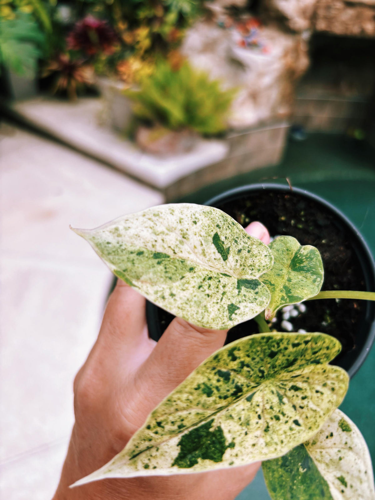 Actual plant- RARE Variegated Alocasia ‘Dragonscale Mint 4” pot potted live house starter plant m