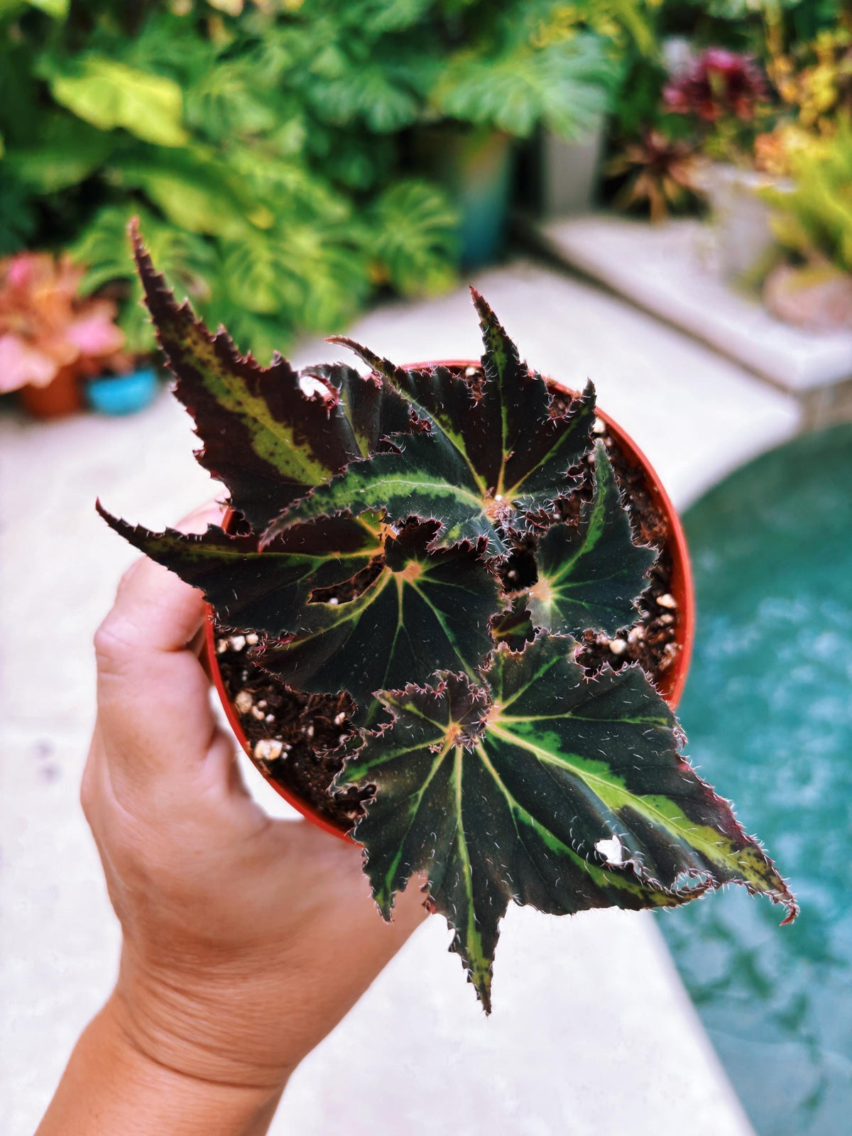 Begonia Breakdance Black Green Blue Flash Live House starter Plant Potted 4” gift