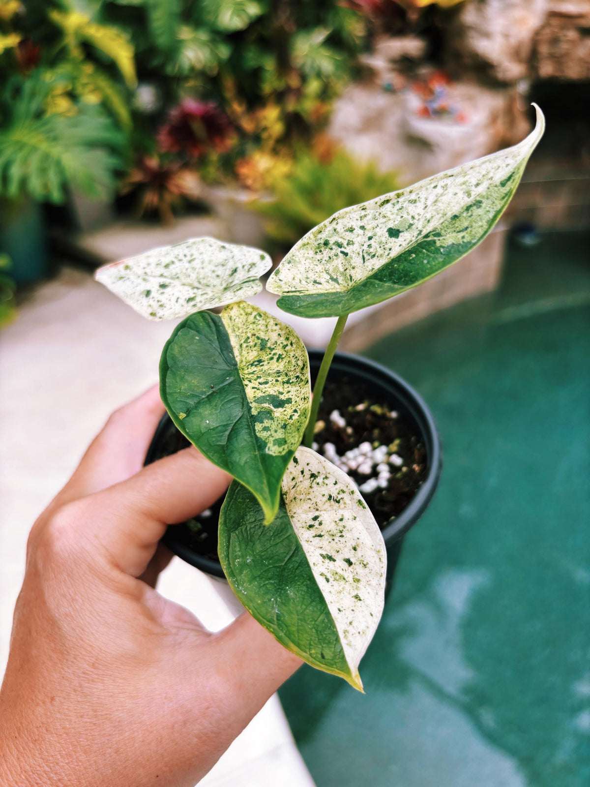 Actual plant- RARE Variegated Alocasia ‘Dragonscale Mint 4” potted live house starter plant n