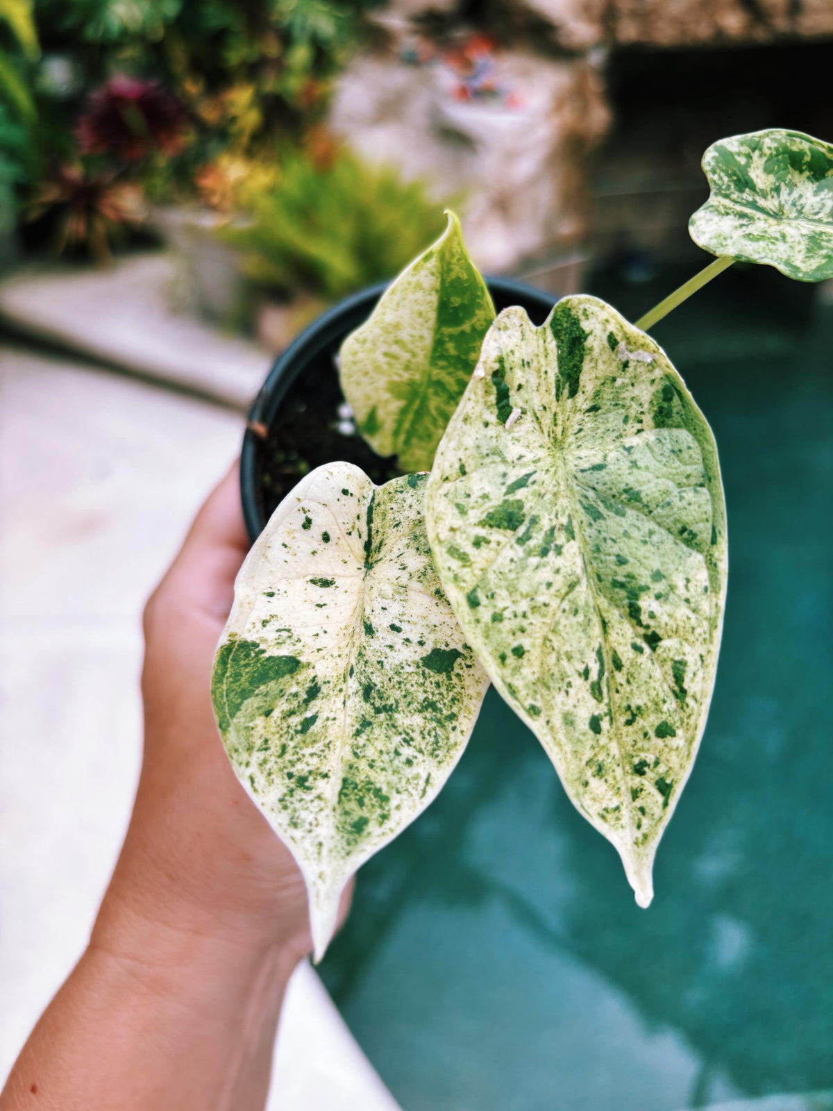 Actual plant- RARE Variegated Alocasia ‘Dragonscale Mint 4” potted live house starter plant o