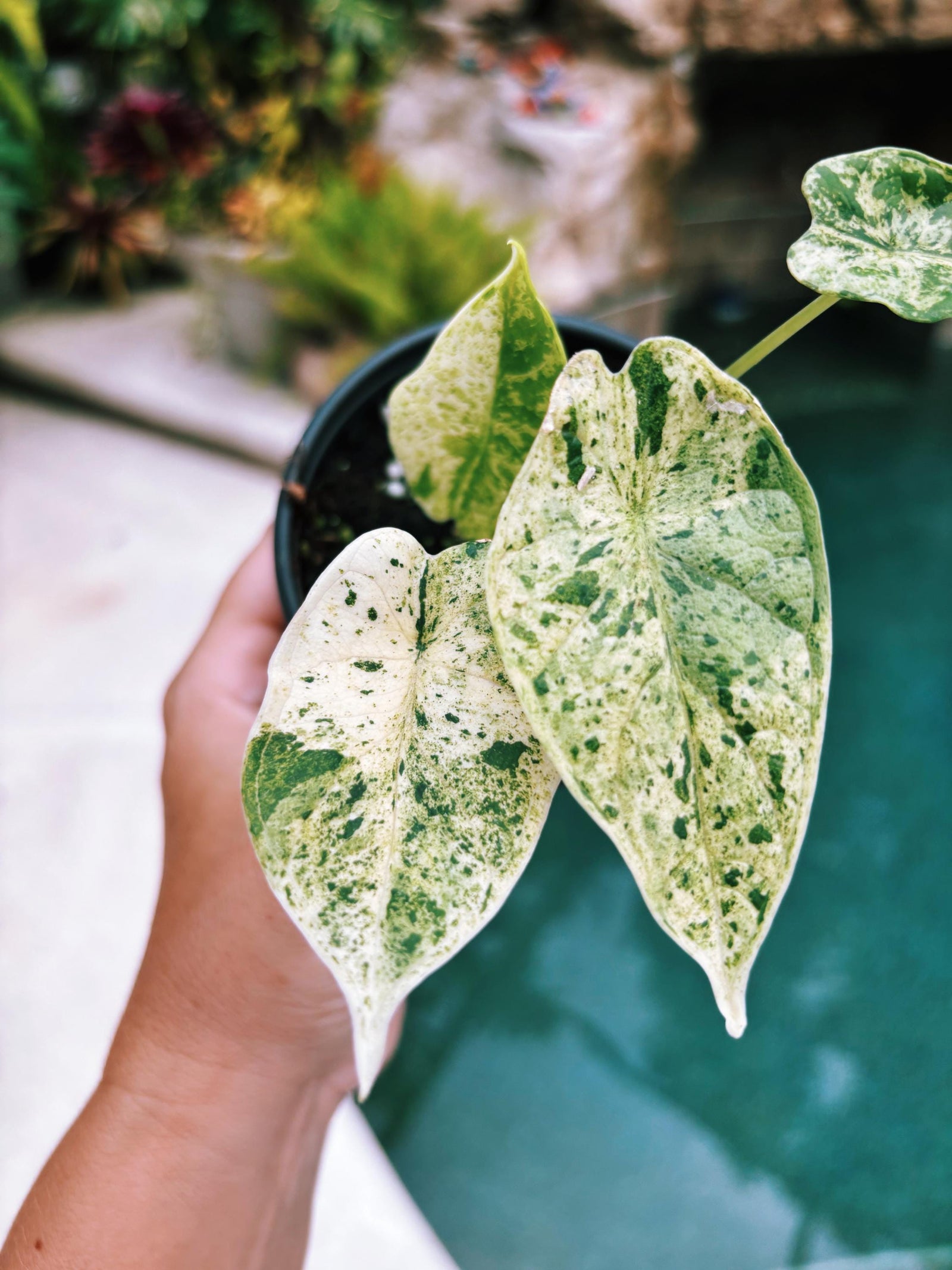 Actual plant- RARE Variegated Alocasia ‘Dragonscale Mint 4” potted live house starter plant o