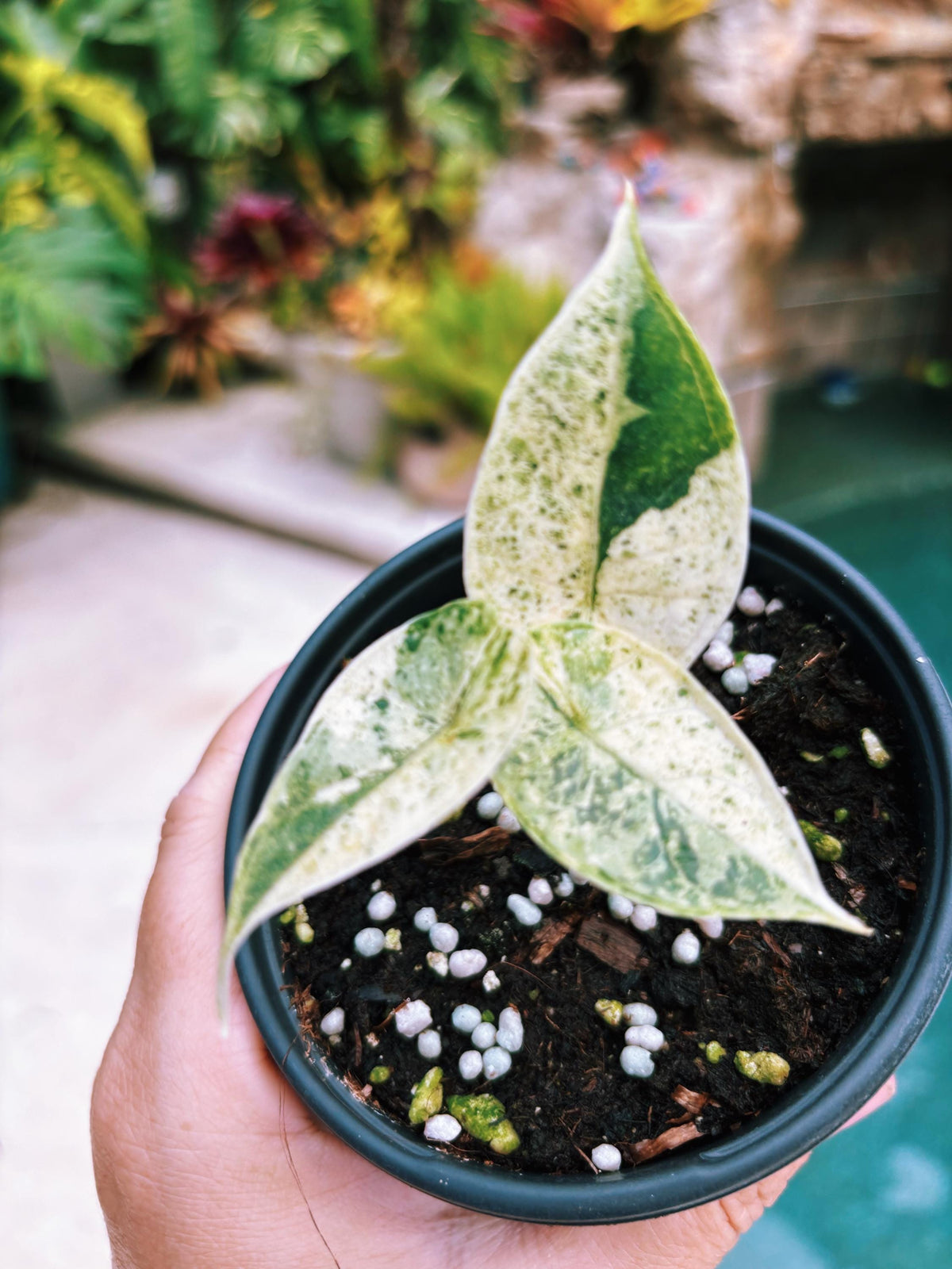 Actual plant- RARE Variegated Alocasia ‘Dragonscale Mint 4” potted live house starter plant q