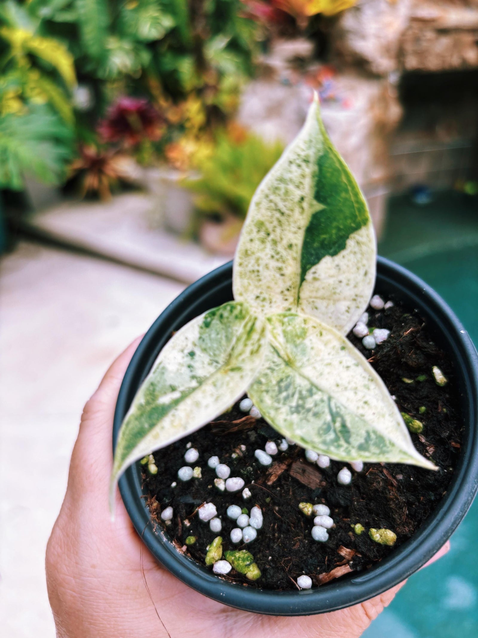 Actual plant- RARE Variegated Alocasia ‘Dragonscale Mint 4” potted live house starter plant q