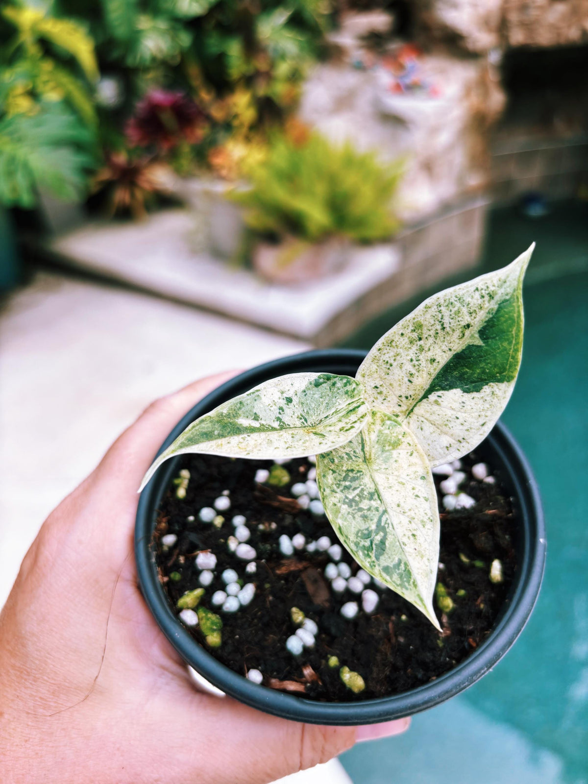 Actual plant- RARE Variegated Alocasia ‘Dragonscale Mint 4” potted live house starter plant q