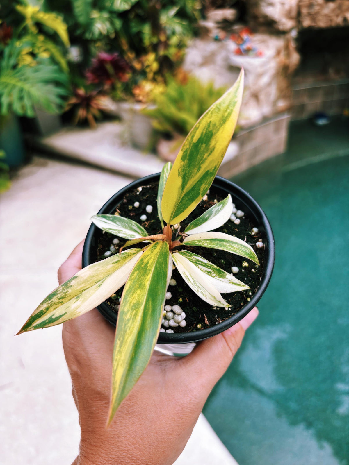 Actual Plant - Philodendron Caramel Marble variegated long Leaf Aroid Potted 4” House Plant A