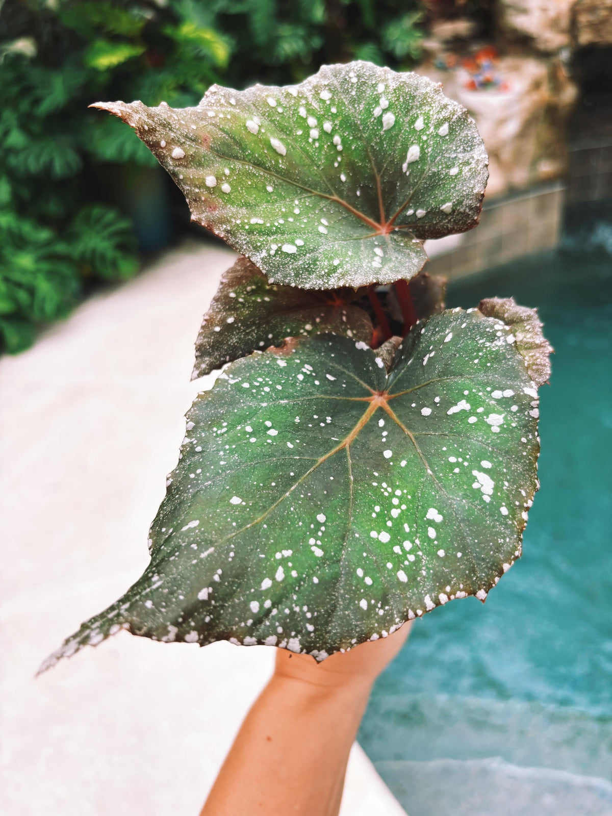 RARE Rex Begonia Shadow King Cool White Live House Starter Plant Potted 4” pot gift