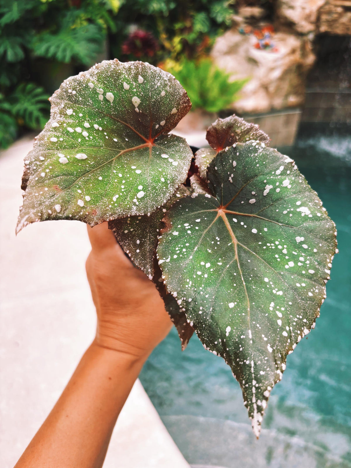 RARE Rex Begonia Shadow King Cool White Live House Starter Plant Potted 4” pot gift