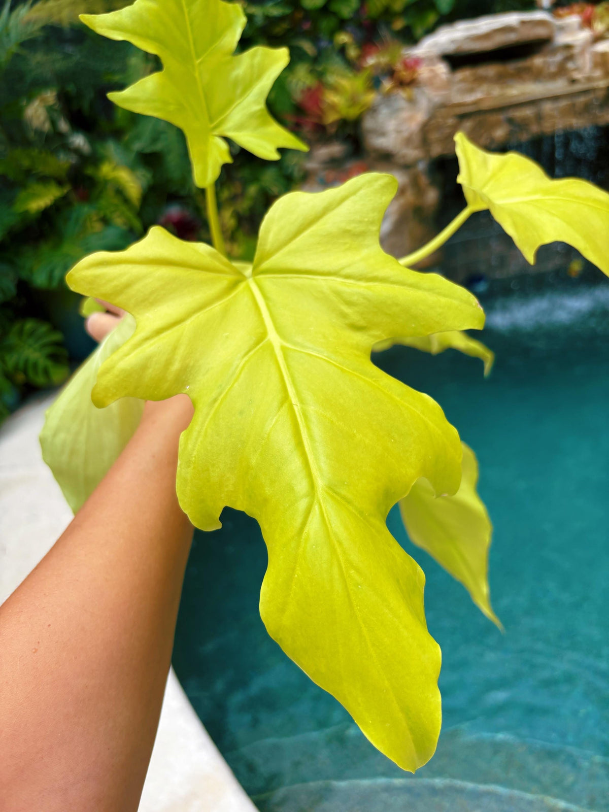 RARE Aurea Lime Green Philodendron warszewiczii Tropical House Plant Aroid 4” Potted growers choice