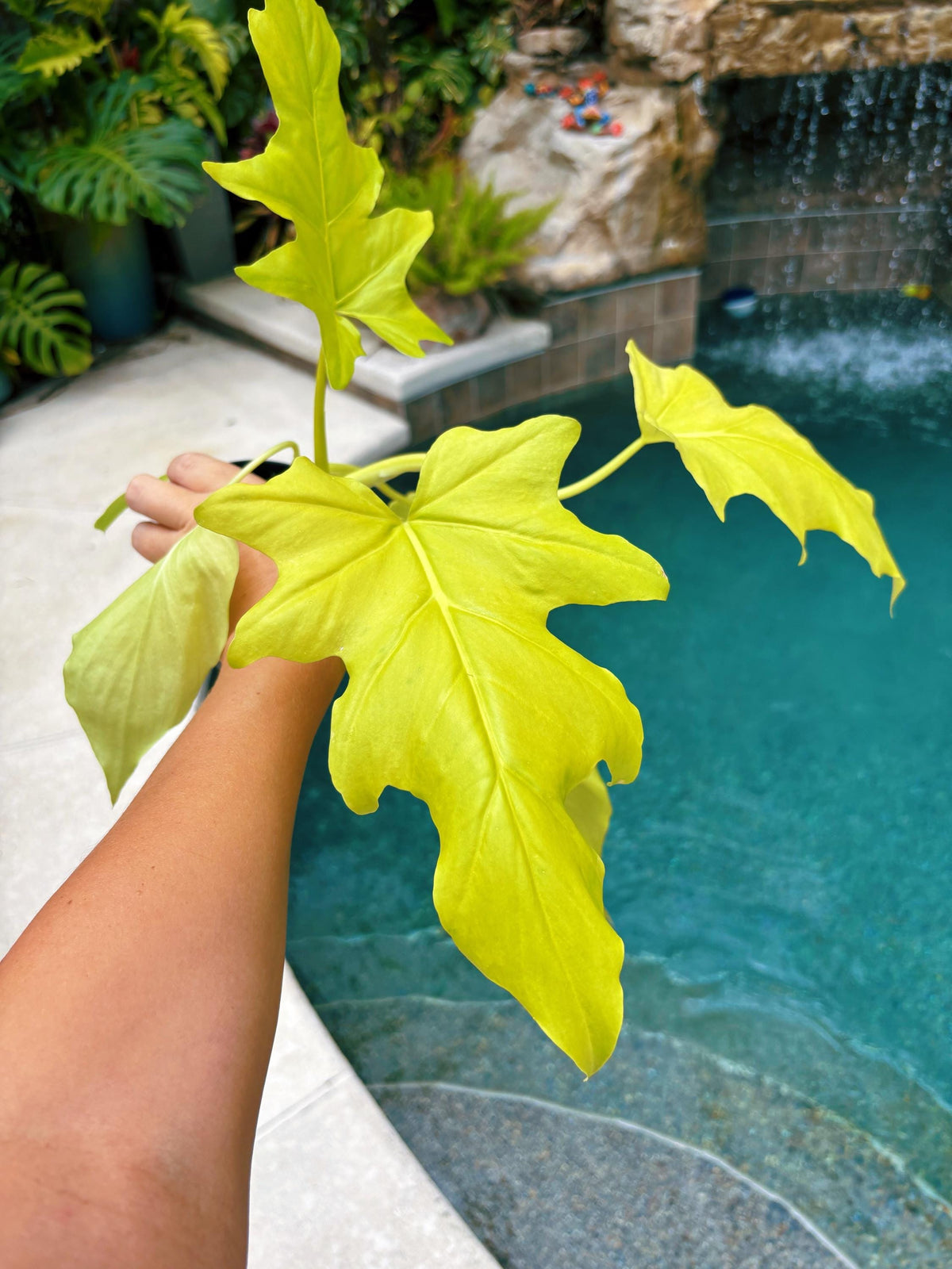 RARE Aurea Lime Green Philodendron warszewiczii Tropical House Plant Aroid 4” Potted growers choice