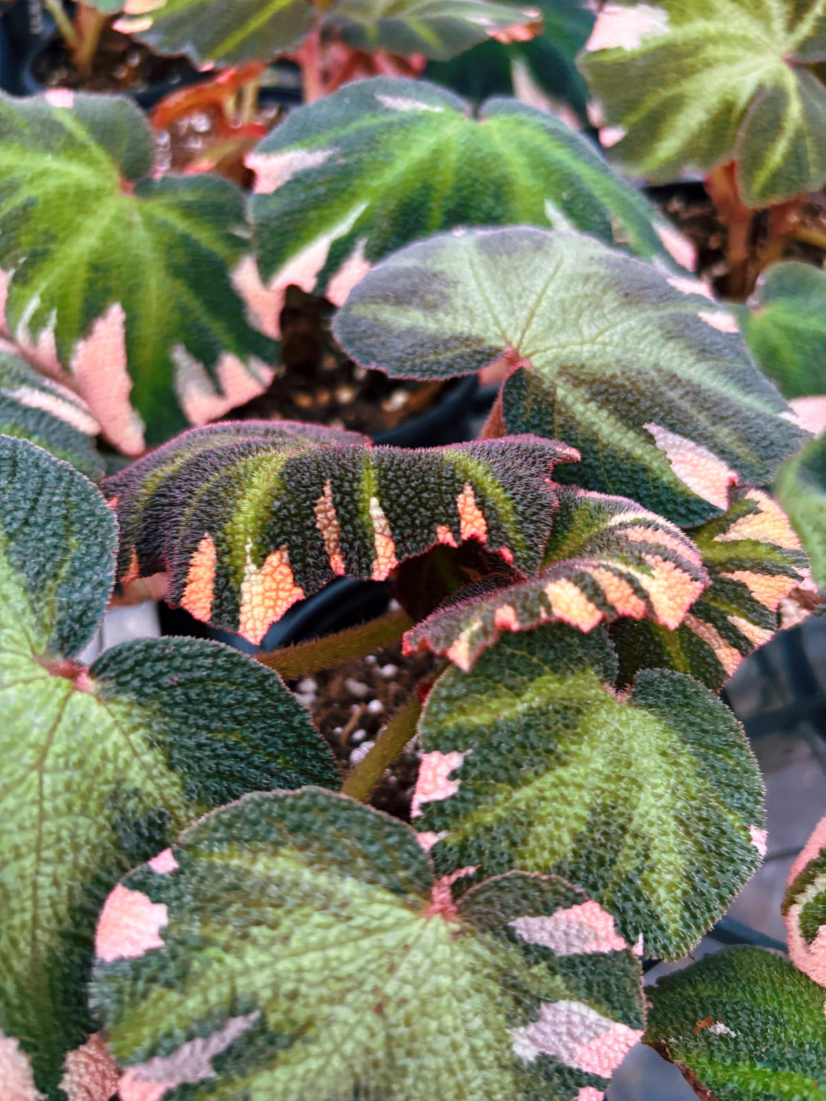 RARE Rex Begonia Pink Variegated Soli Mutata Live House Plant 4” pot Potted gift growers choice