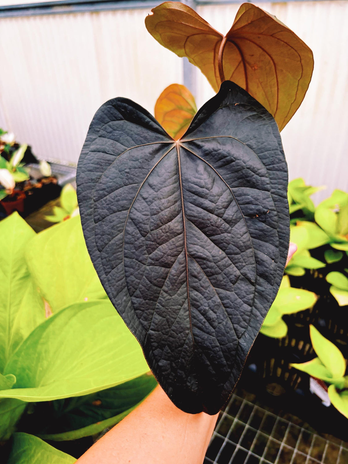 Anthurium Queen of Hearts Dark Black live 4” pot potted house plant growers choice