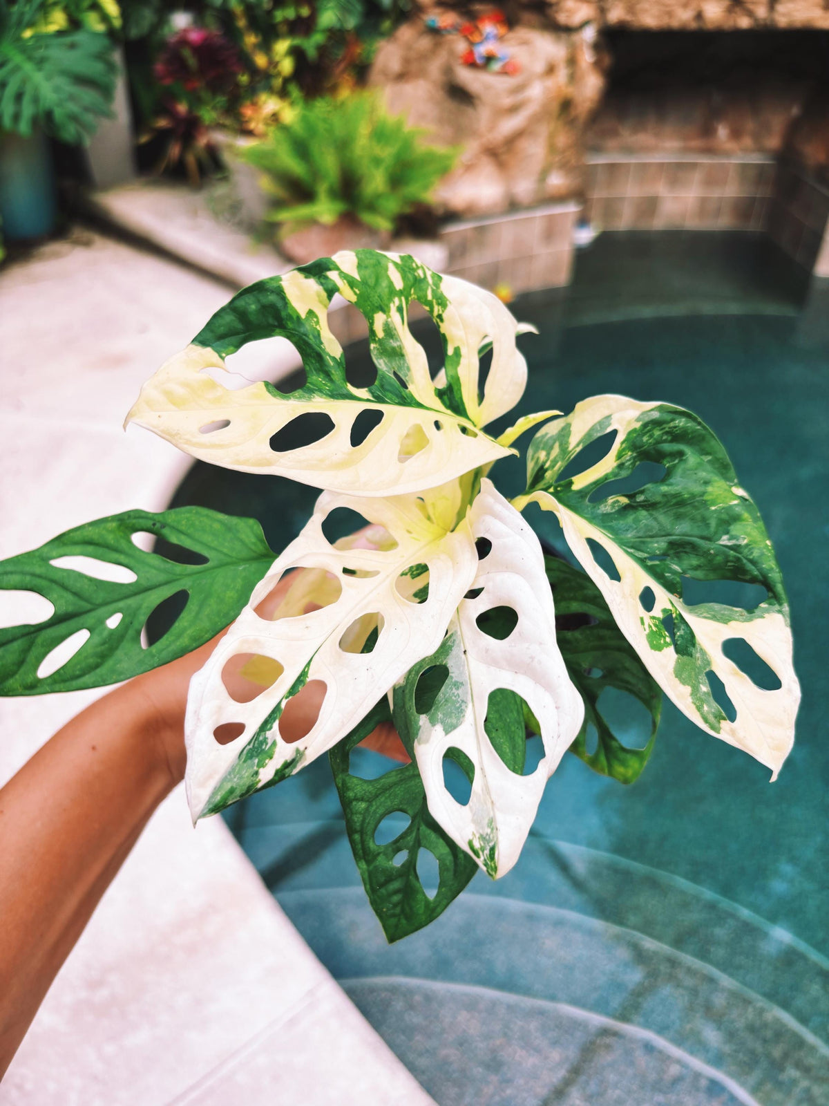 RARE Variegated Monstera Adansonii Albo White Tropical House Plant Aroid 4” Potted growers choice