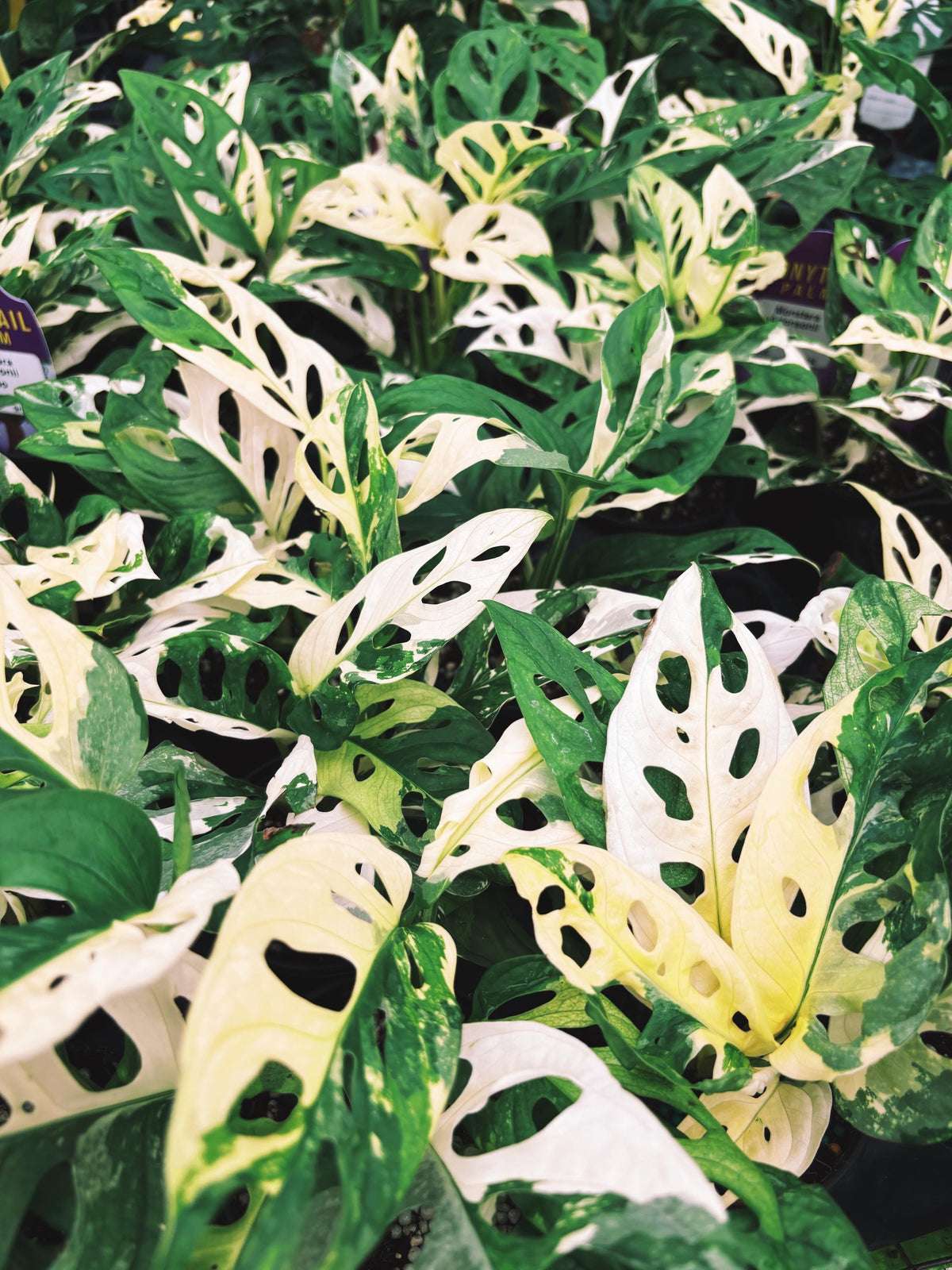 RARE Variegated Monstera Adansonii Albo White Tropical House Plant Aroid 4” Potted growers choice