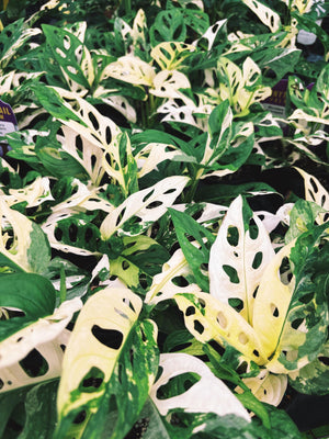 monstera adansonii variegata albo RARE Variegated Monstera Adansonii Albo White Tropical House Plant Aro