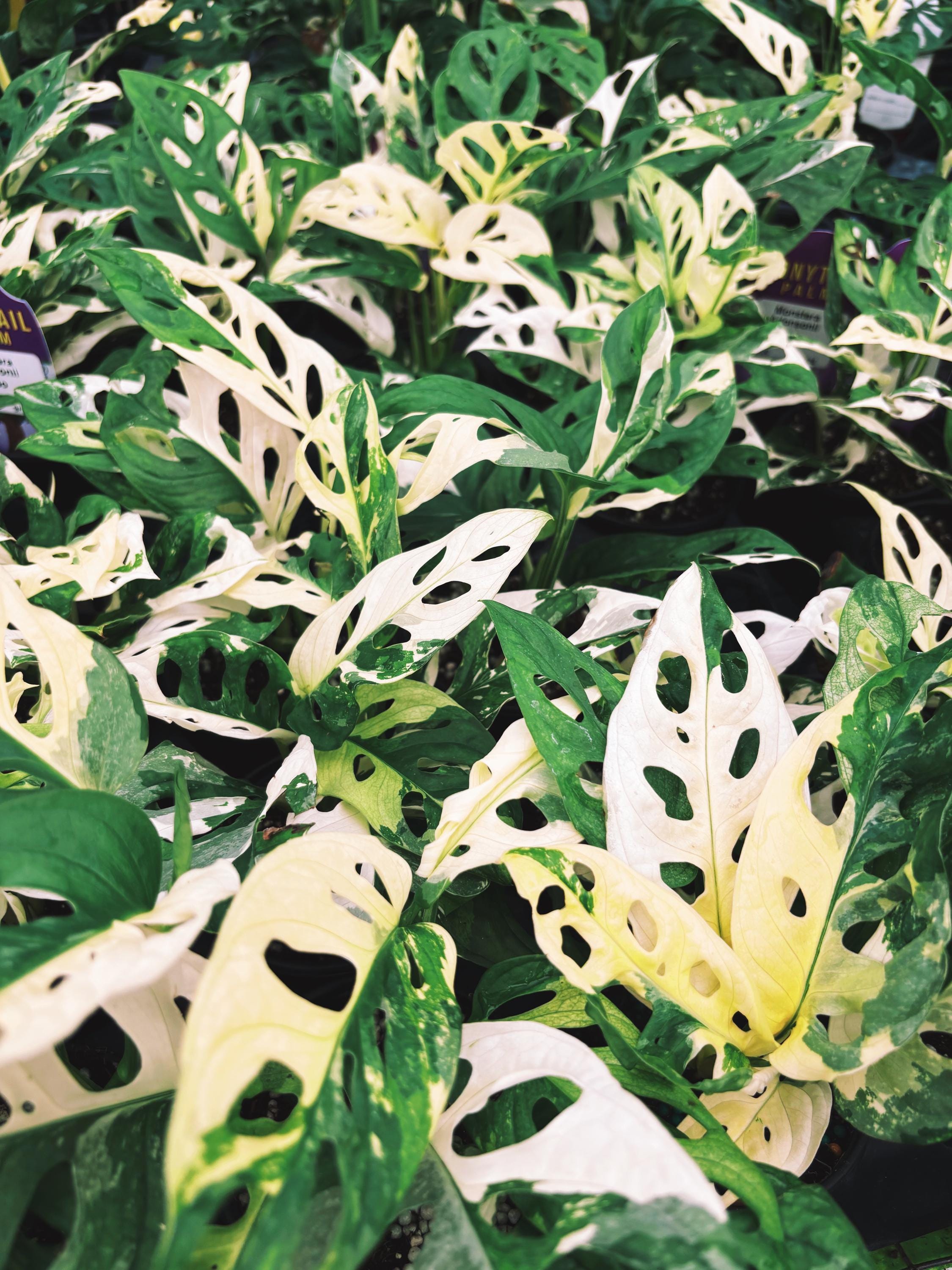 monstera adansonii white RARE Variegated Monstera Adansonii Albo White Tropical House Plant Aro