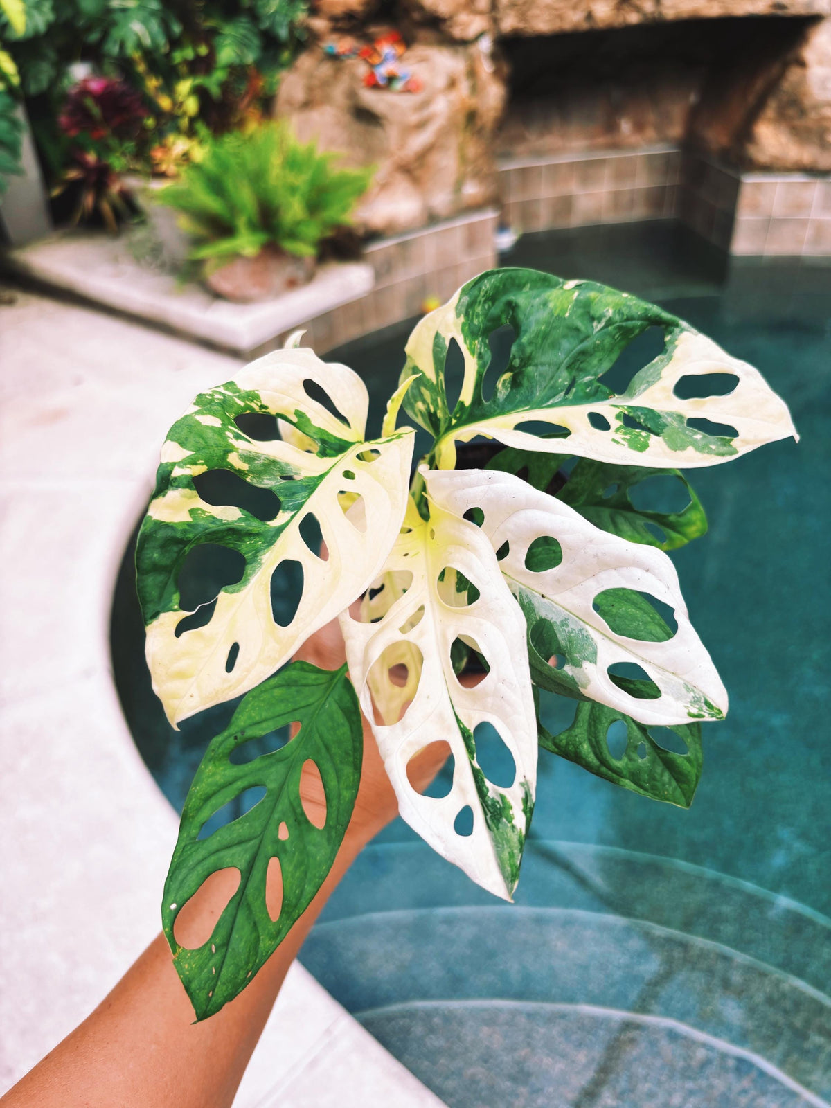 RARE Variegated Monstera Adansonii Albo White Tropical House Plant Aroid 4” Potted growers choice