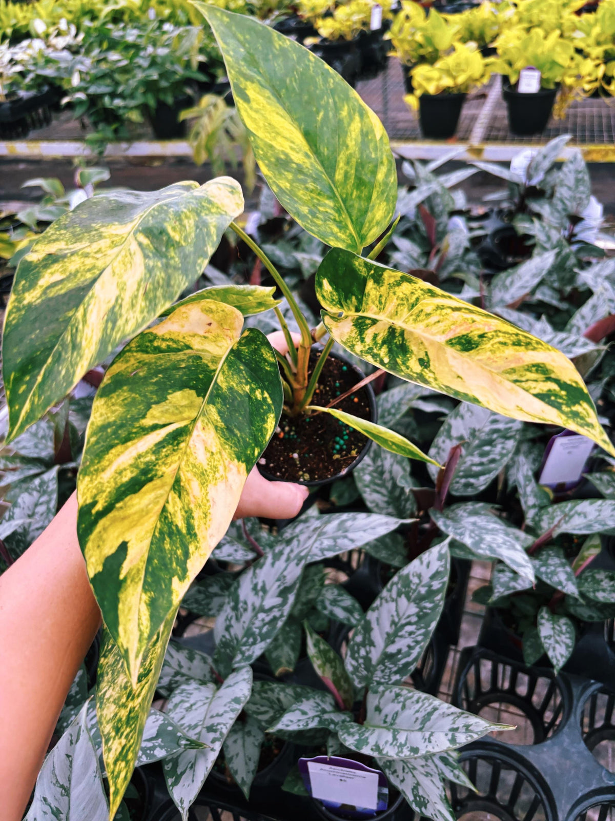 RARE Variegated Epiprenum Yellow Golden Flame Aurea Large Climbing Tropical House Plant Aroid 4” Potted growers choice