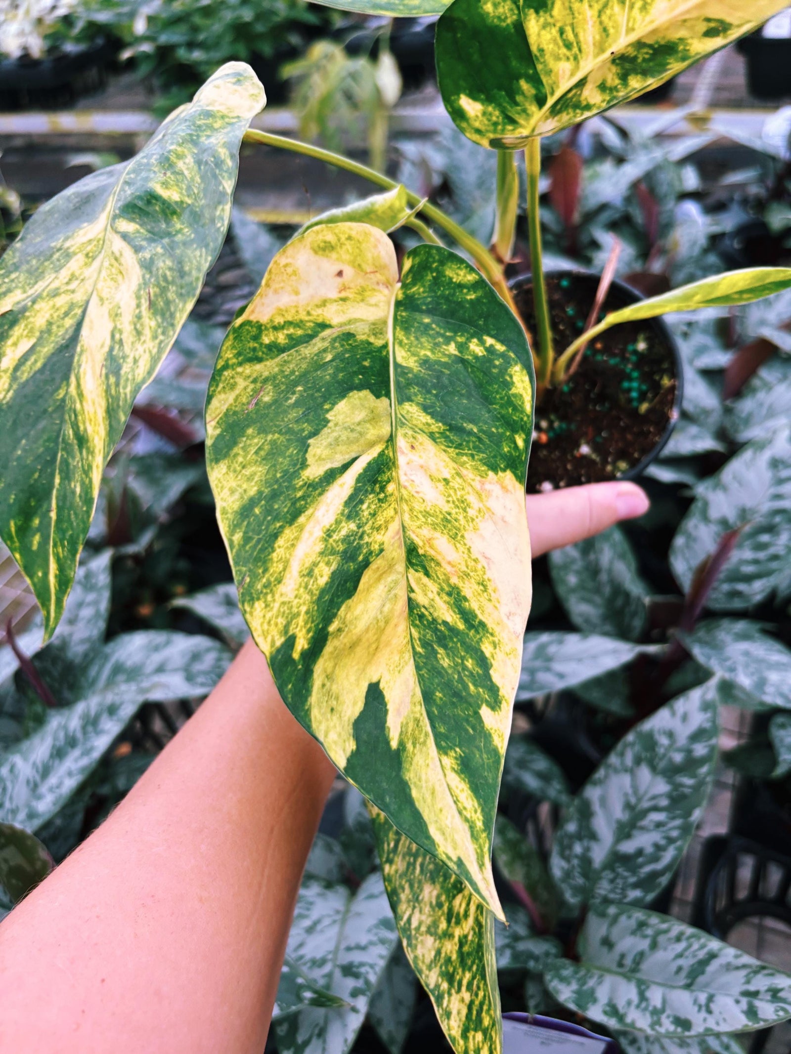 RARE Variegated Epiprenum Yellow Golden Flame Aurea Large Climbing Tropical House Plant Aroid 4” Potted growers choice