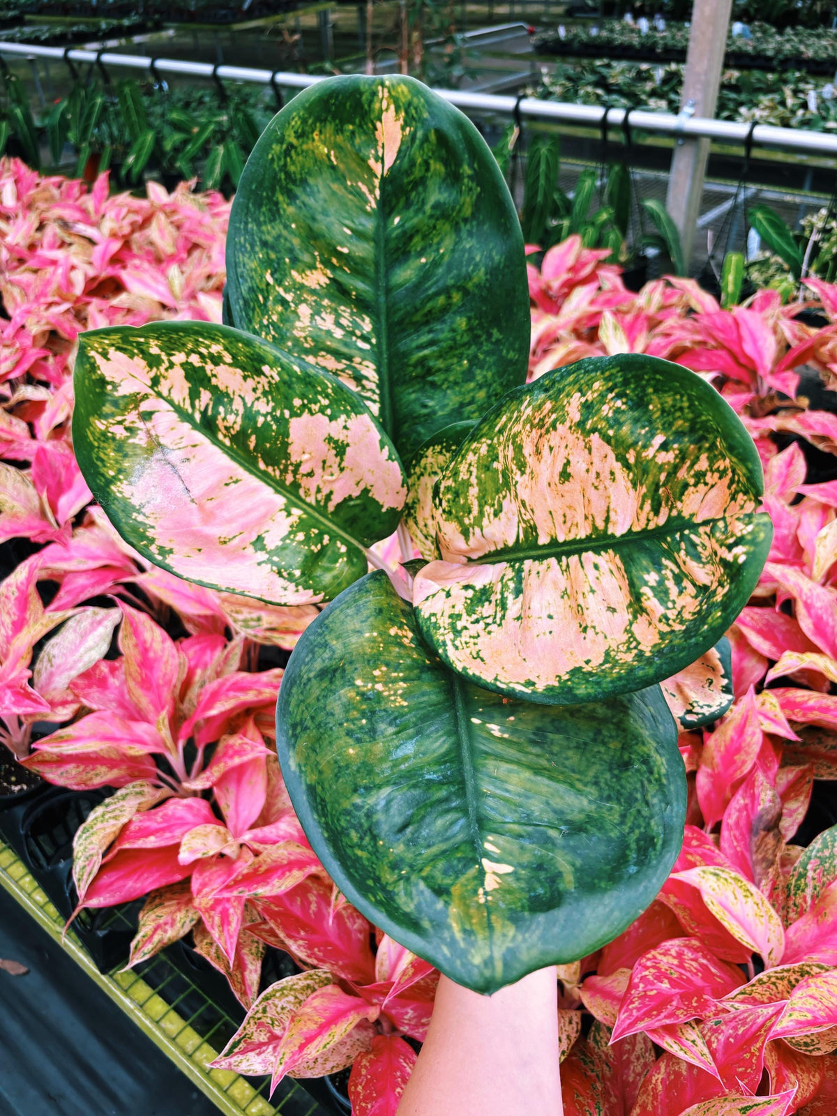 XL Leaves Rare Aglaonema ‘Starbucks Live House Plant Potted 6” pot gift US Seller growers choice