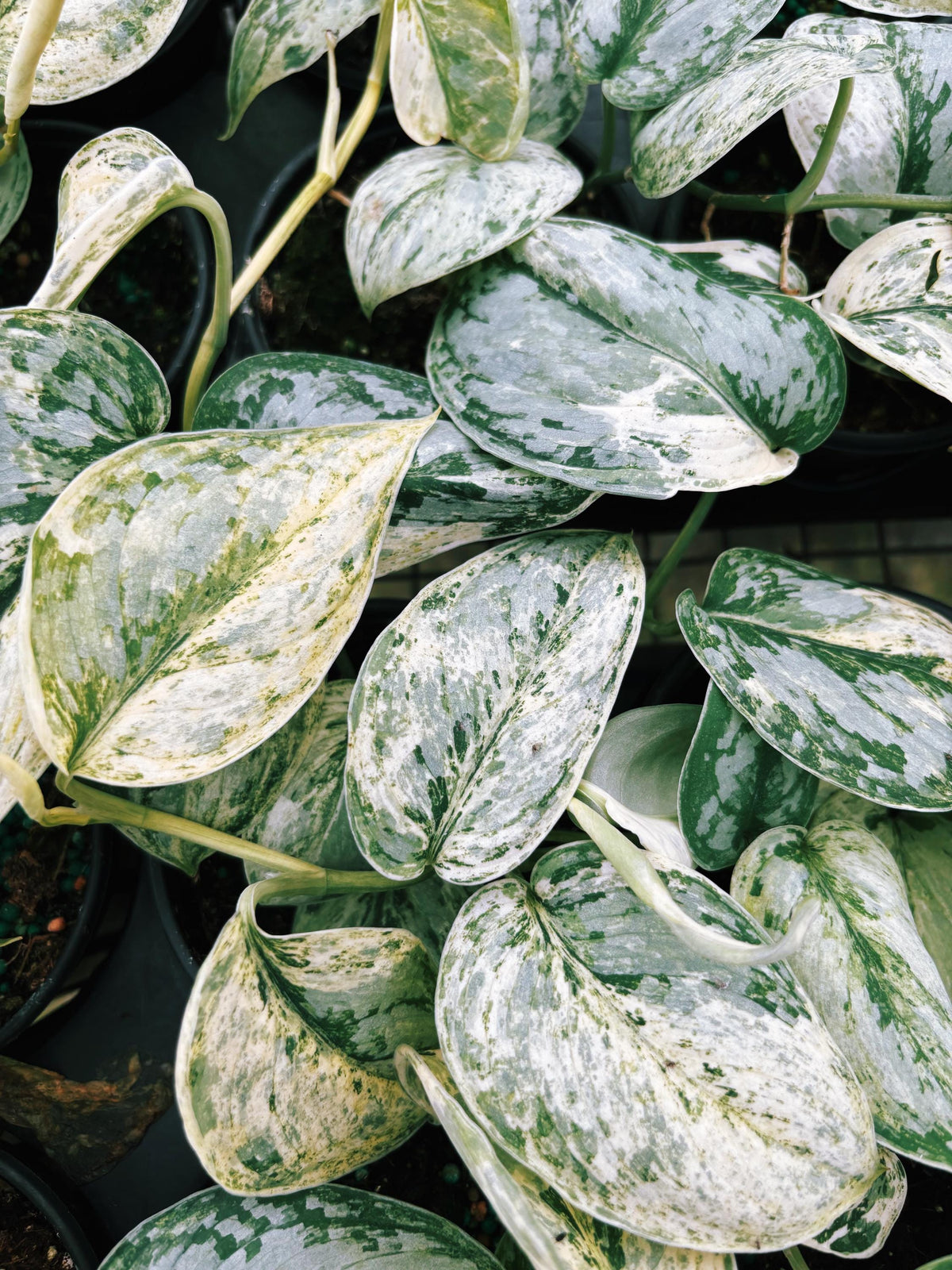 RARE Variegated Scindapsus Treubii Moonlight Tropical House Plant Climbing Aroid 4” Potted growers choice